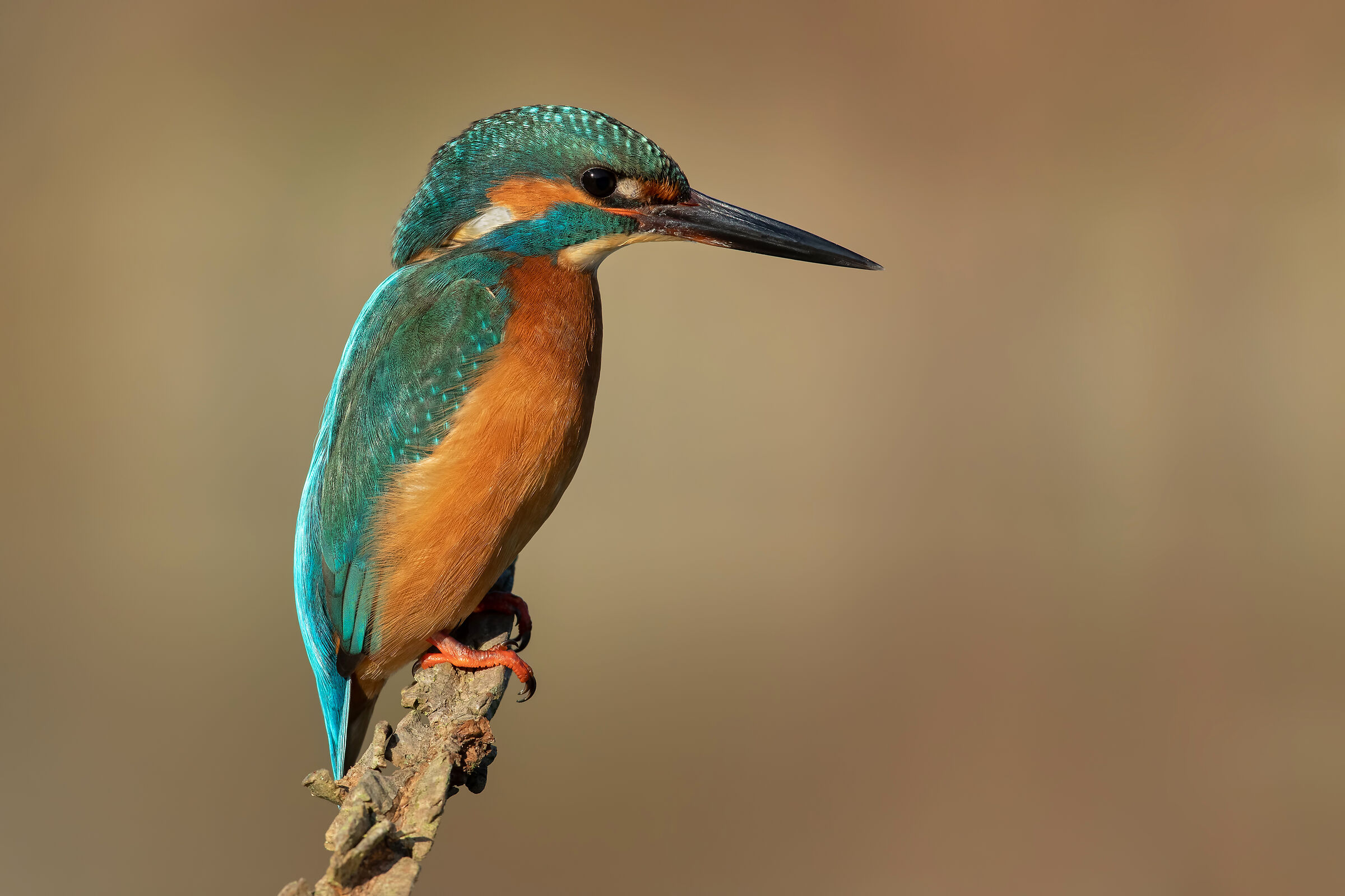 Kingfisher