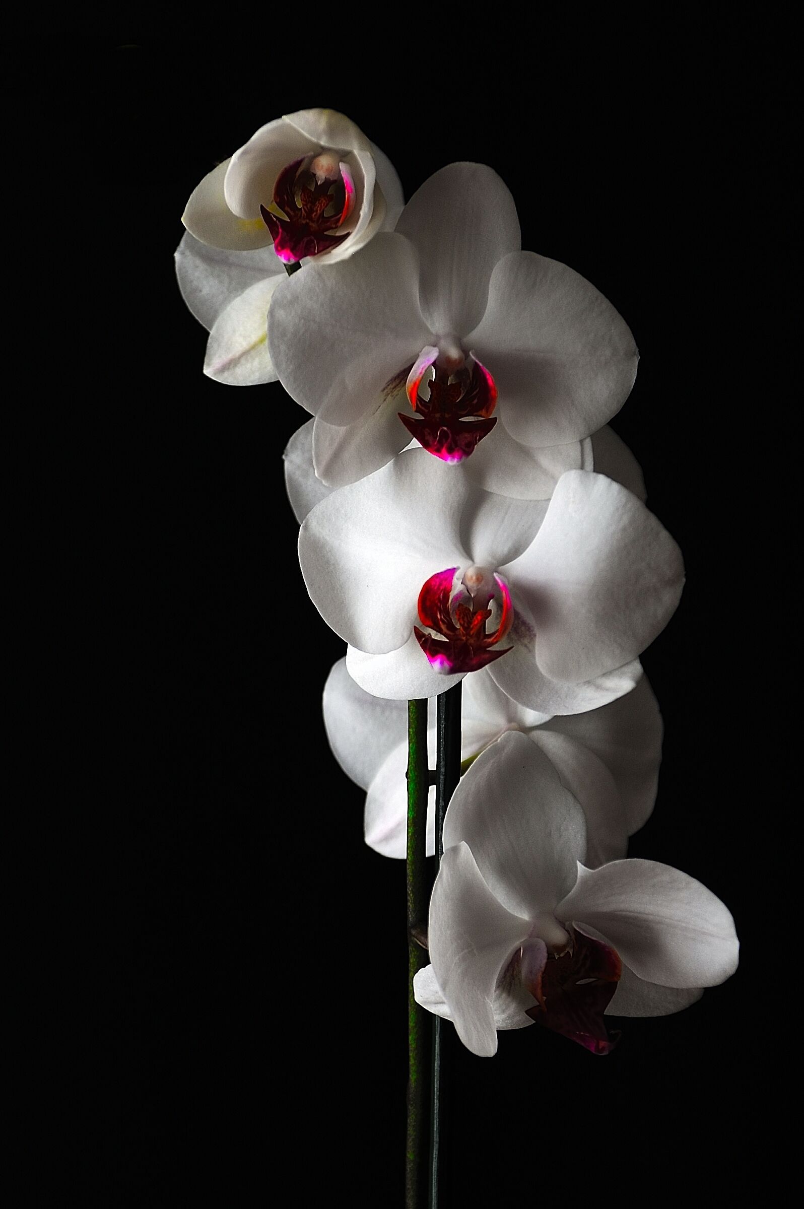 Cuori rossi in abito bianco