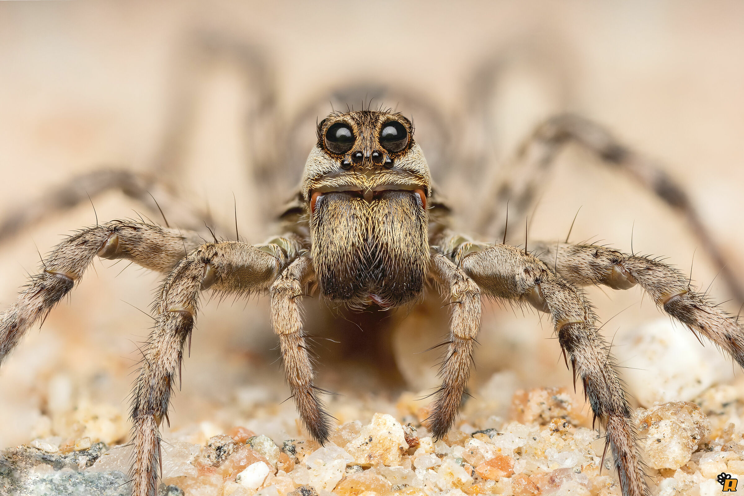 Giovane Lycosa oculata