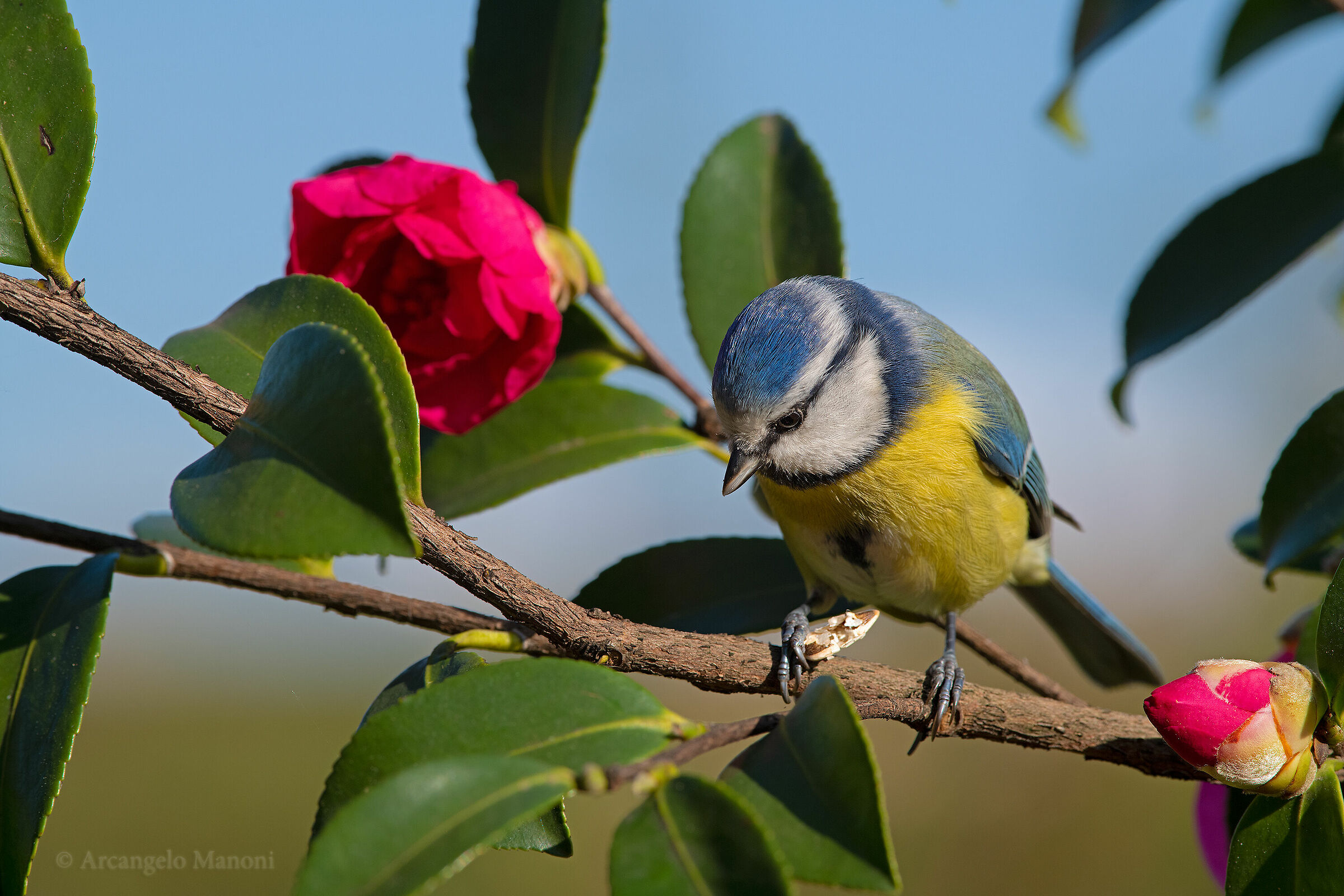 The blue tit snack