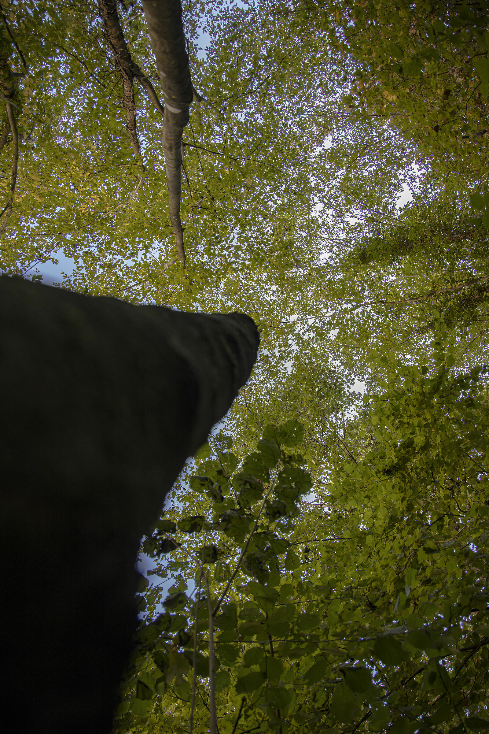Trà le fronde
