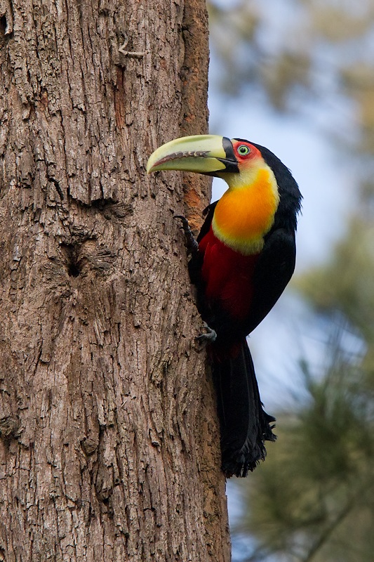 Red-breasted Toucan