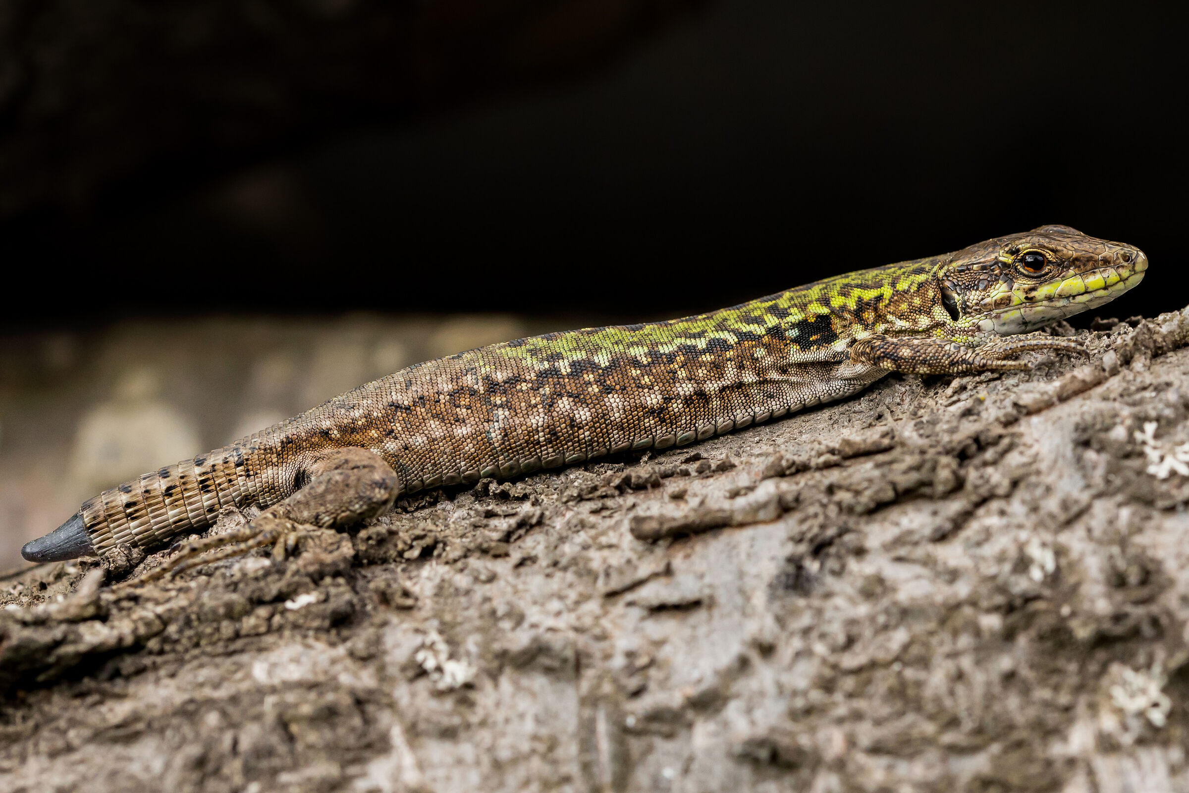 Podarcis sicula LUCERTOLA CAMPESTRE