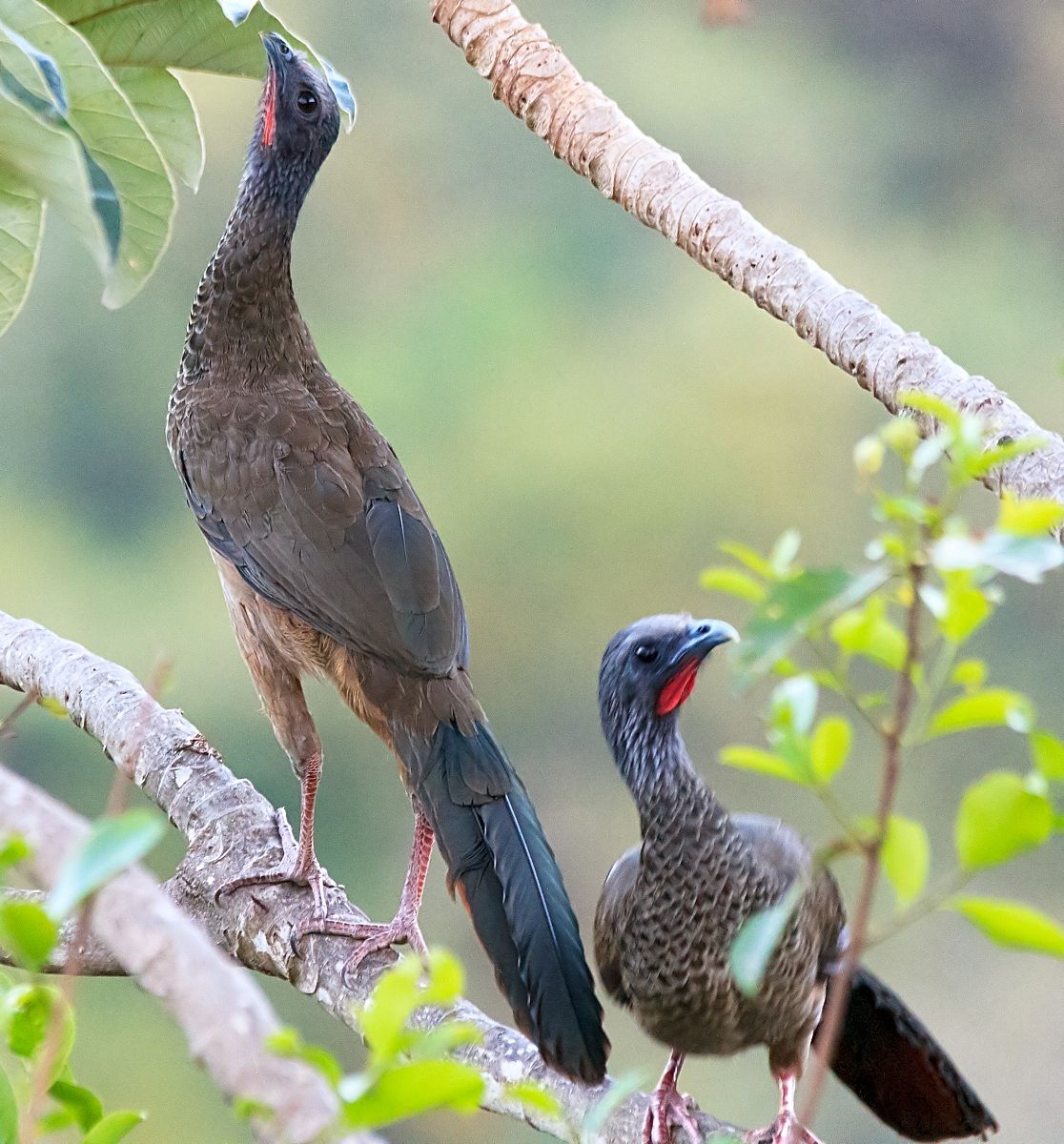 Guacharaca-Specled Chachalaca