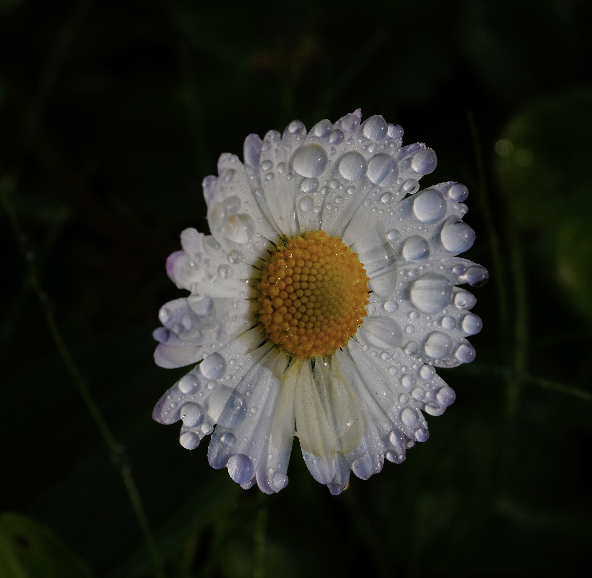 Daisy with dew...