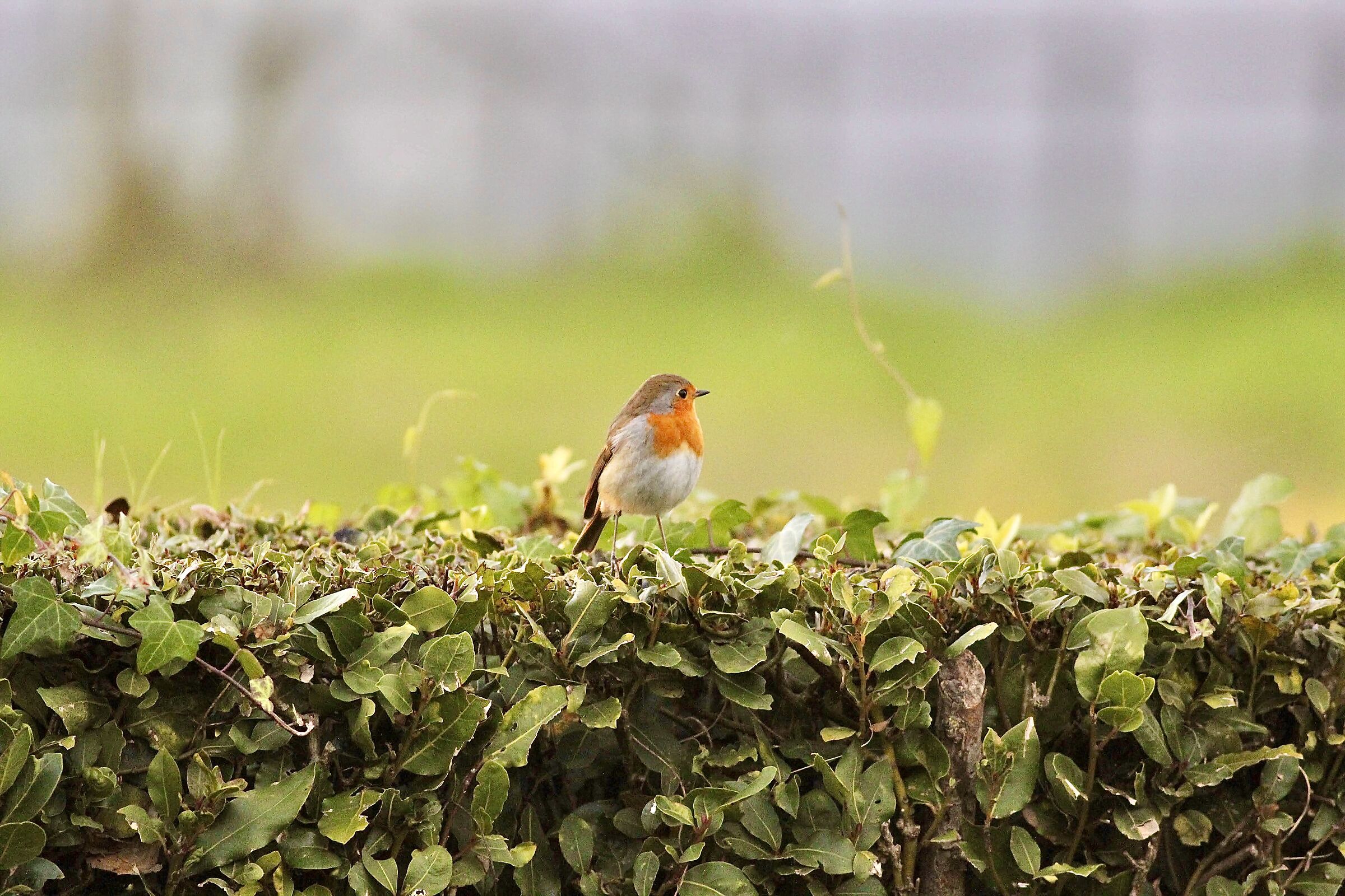 RedRobin - Erithacus Rubecola