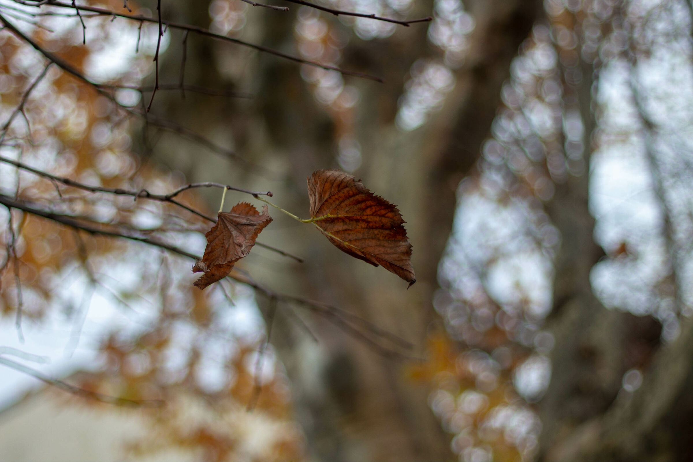 inverno