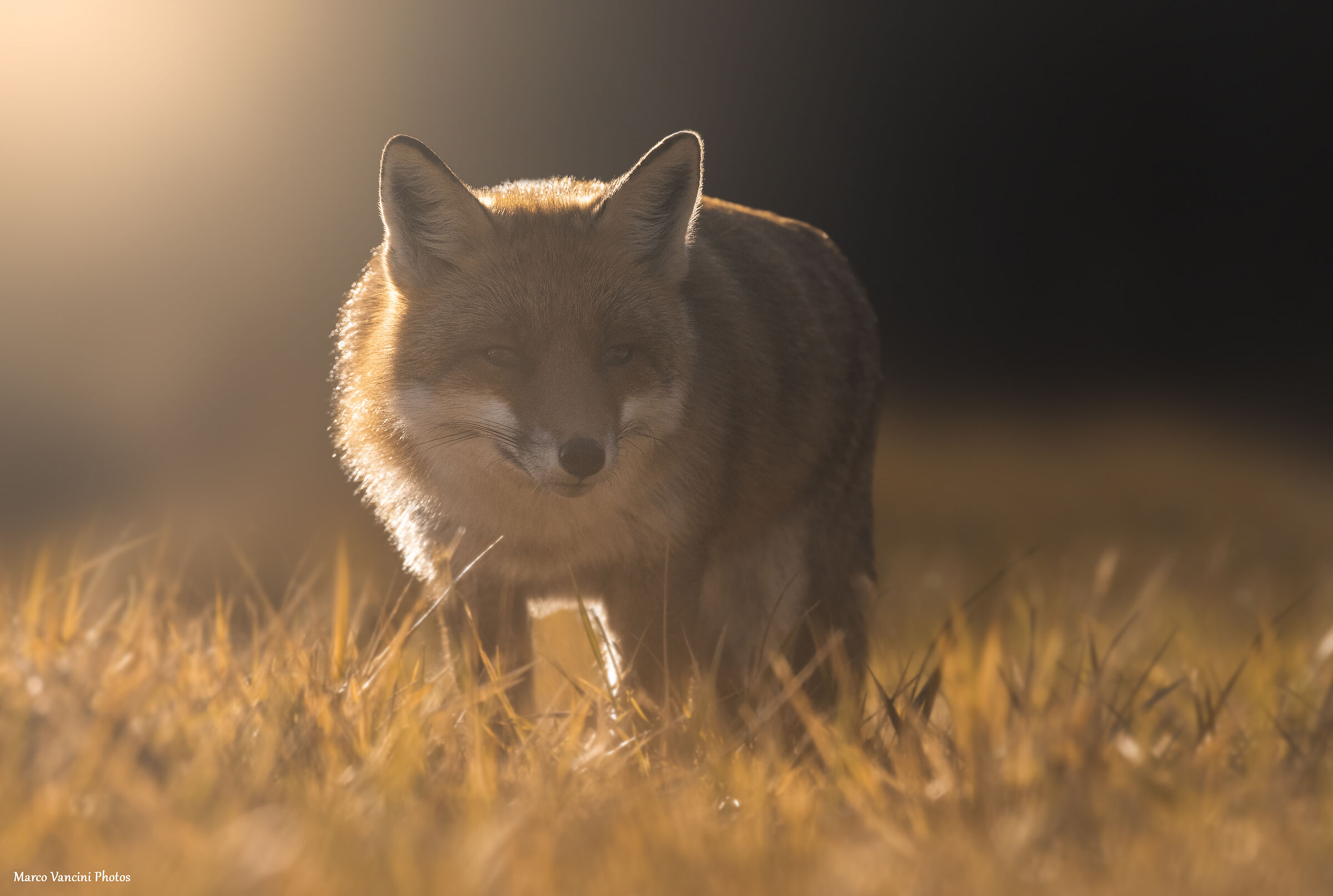 The light of the sunset