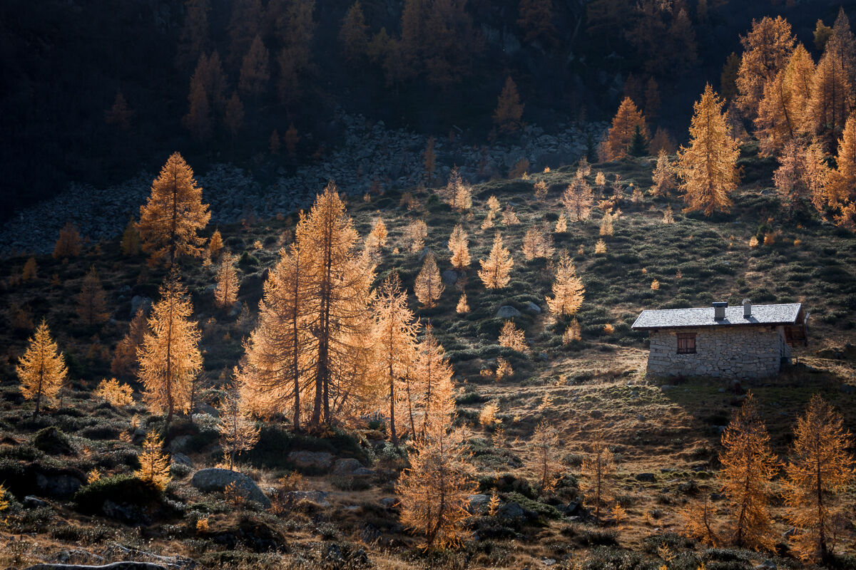 Giovani larici crescono ...