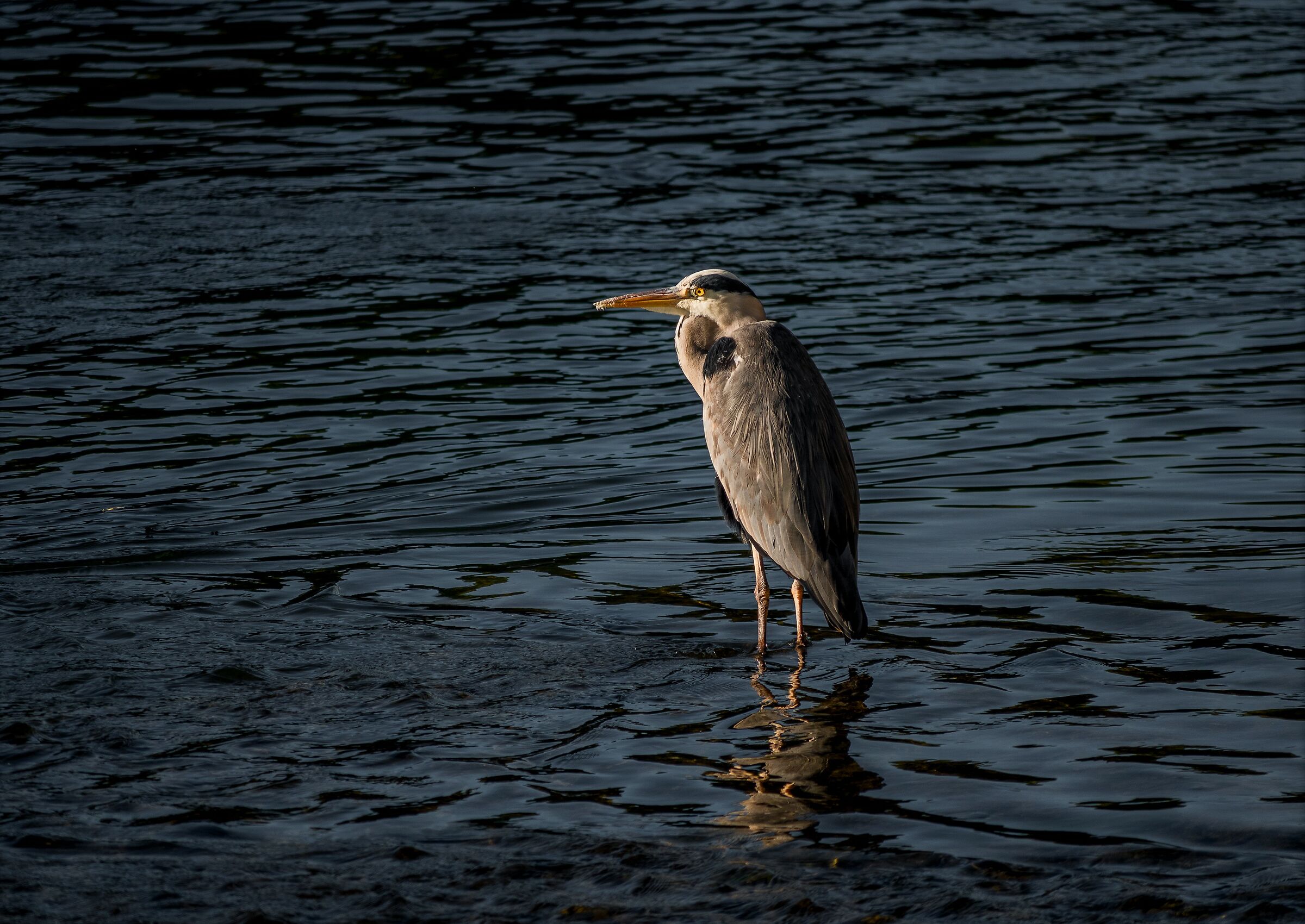 in contemplation......