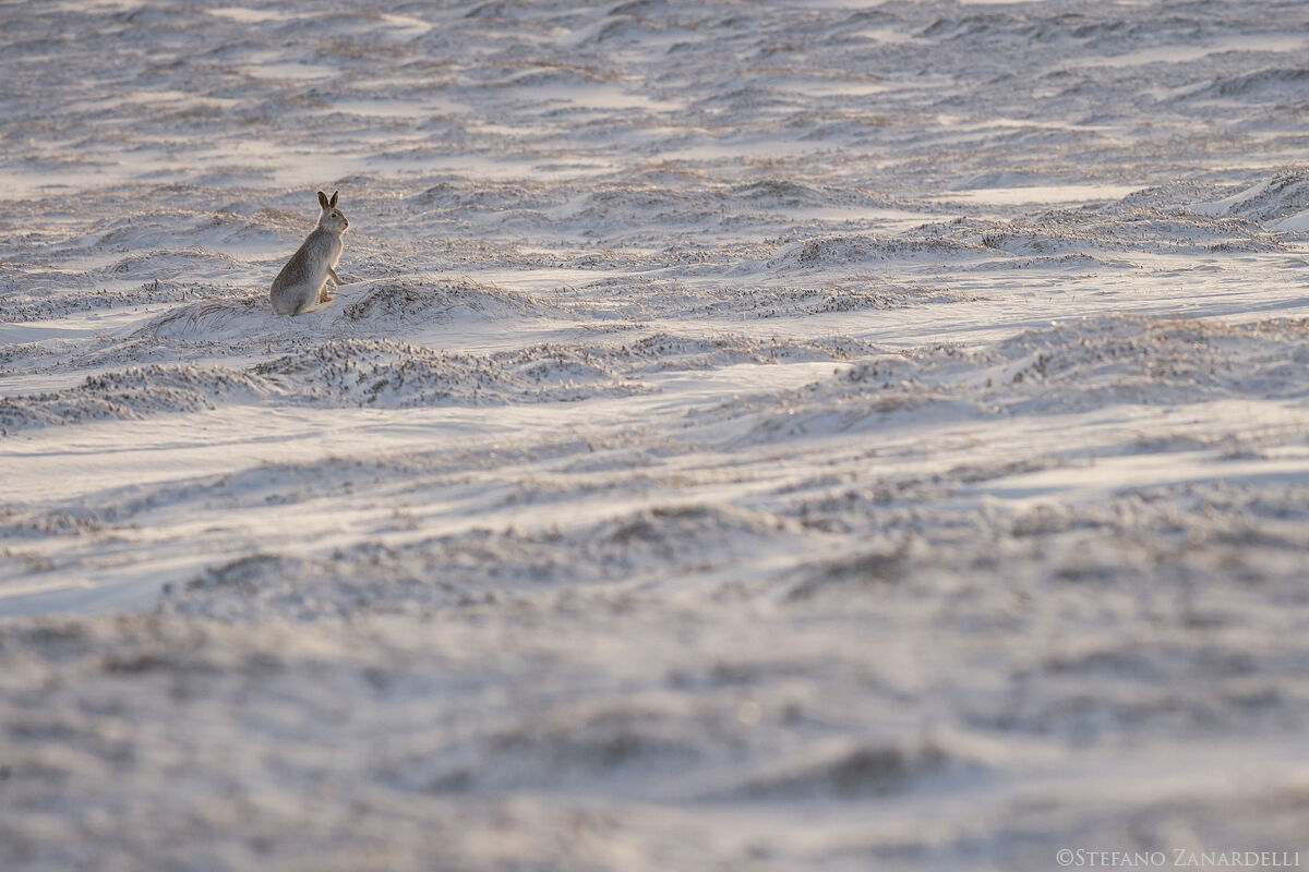 Mountain Hare