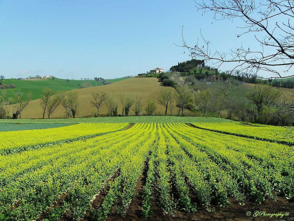 Parallel Convergences