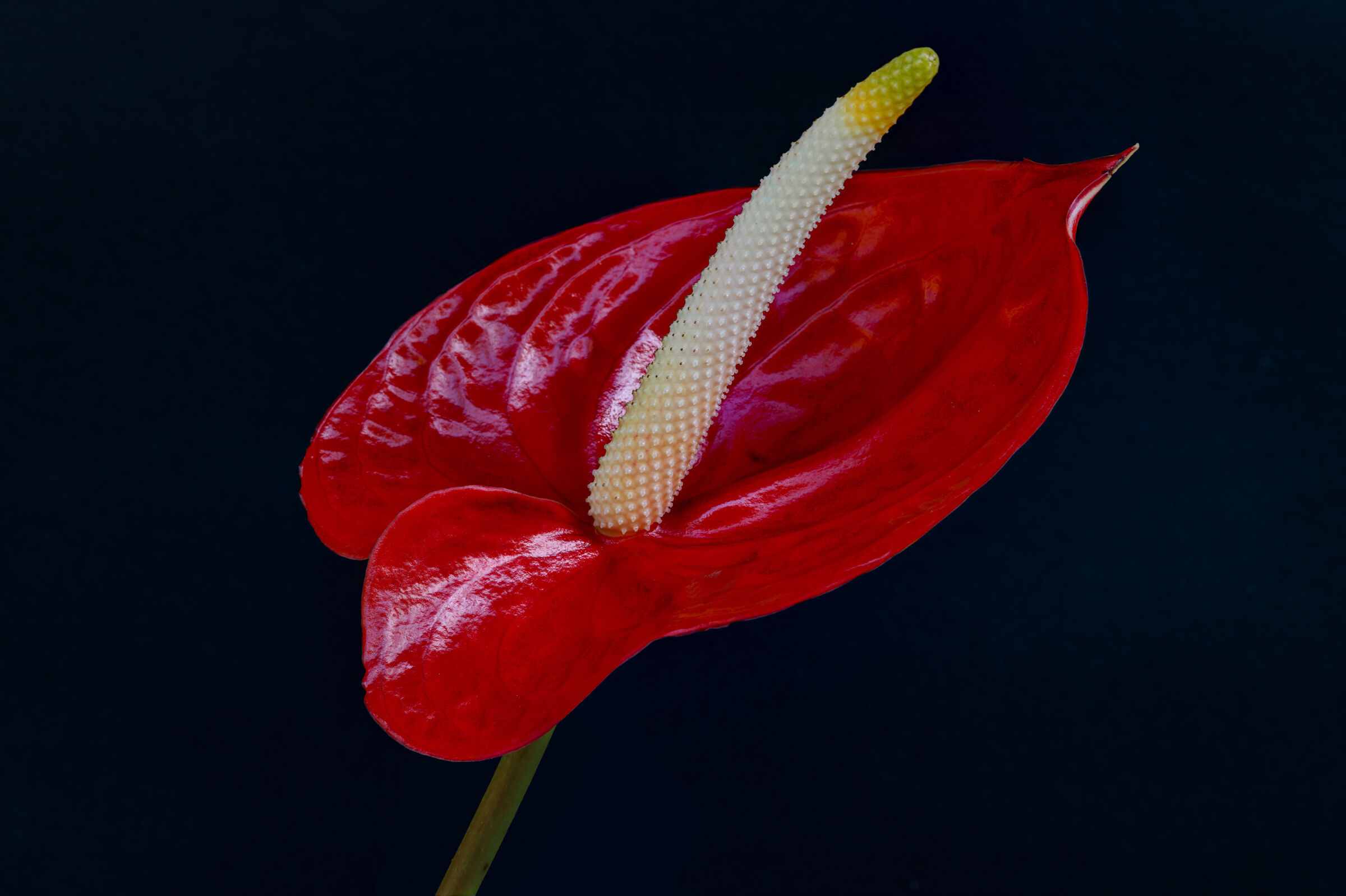 Anthurium rosso