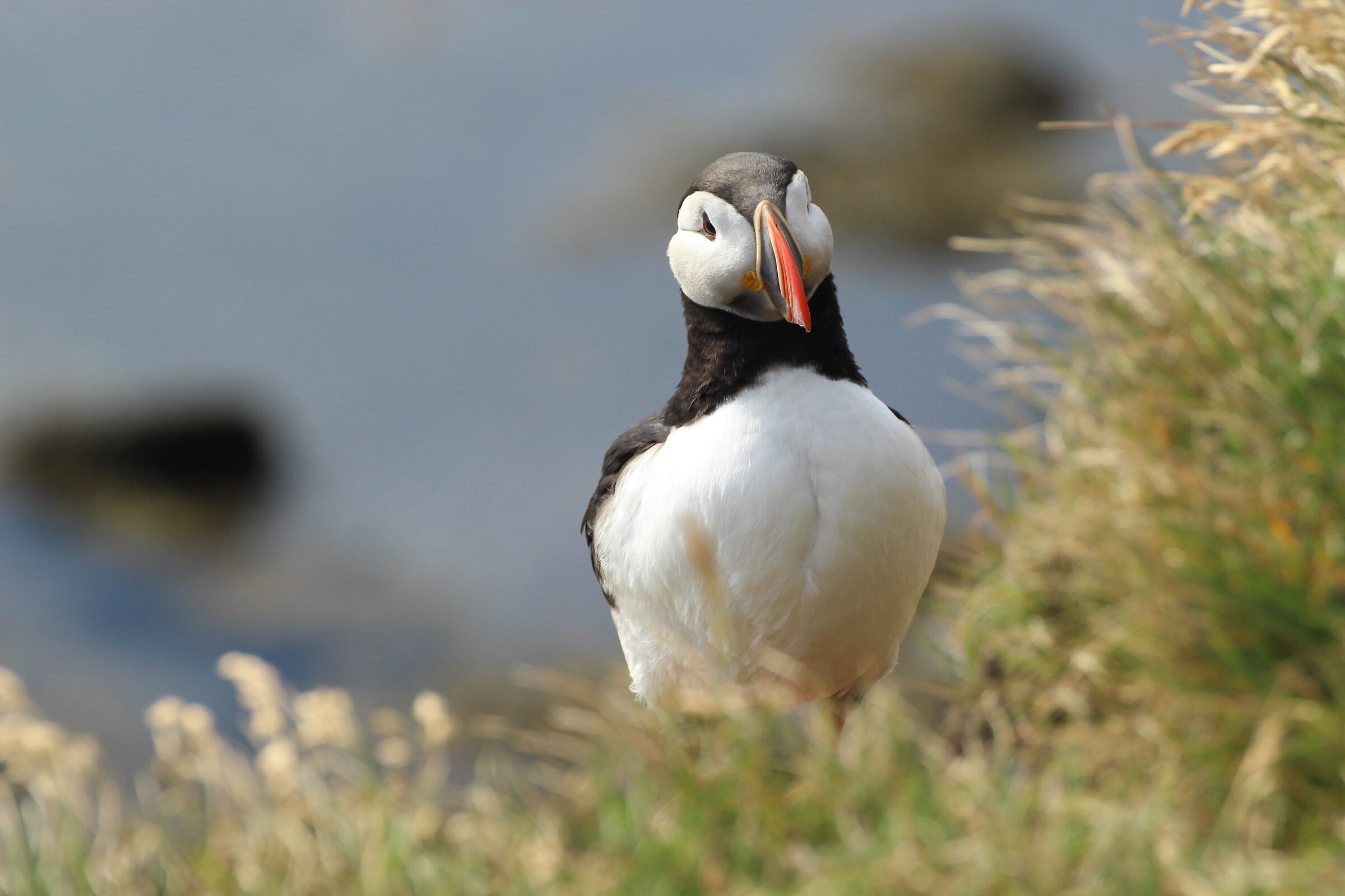 Puffin