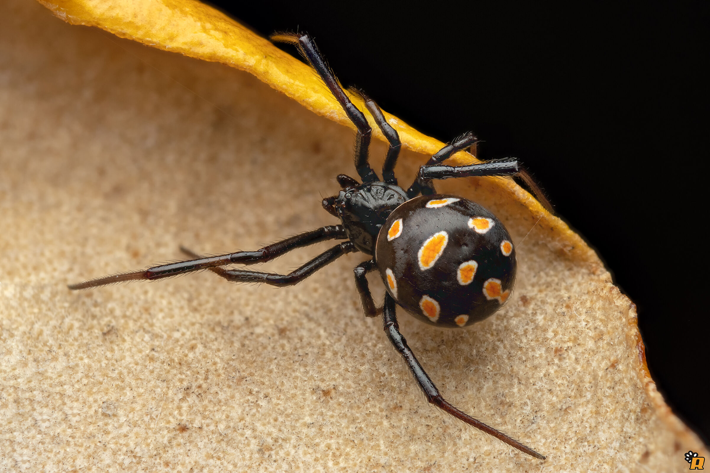 Baby Latrodectus