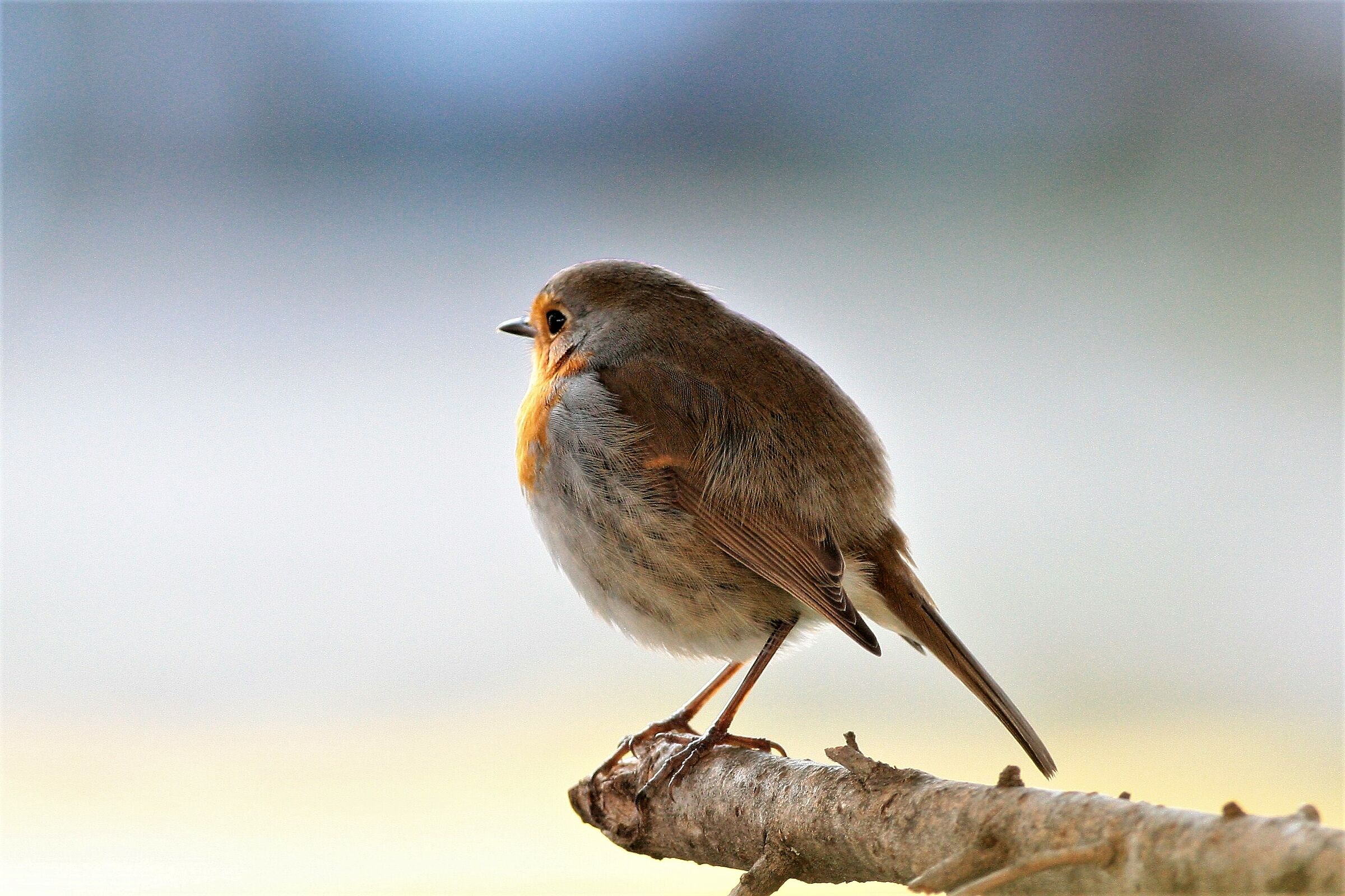 Franco! Sono tornato!