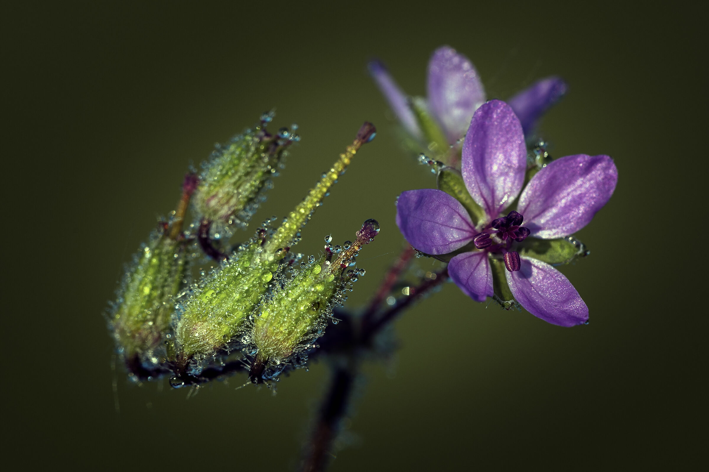 Green and purple