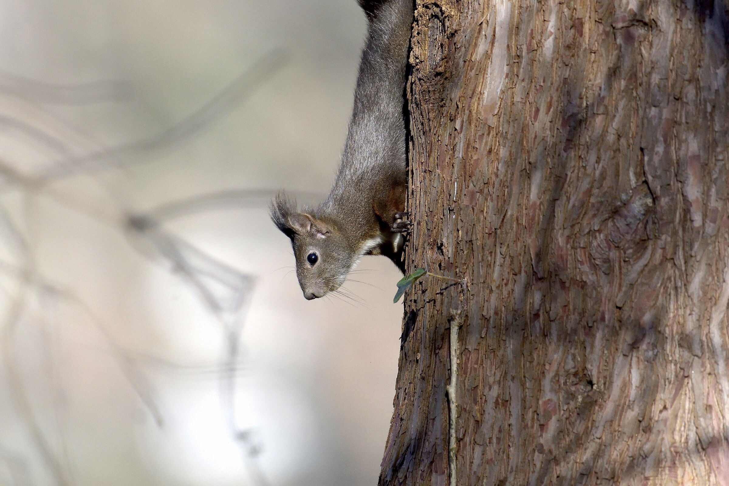 Squirrel in search of nourishment