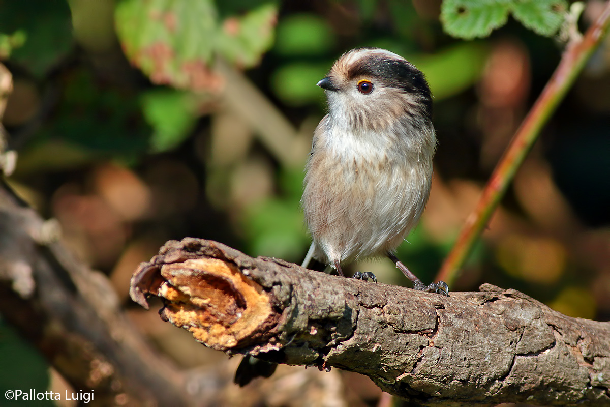 Codibugnolo (Aegithalos caudatus)