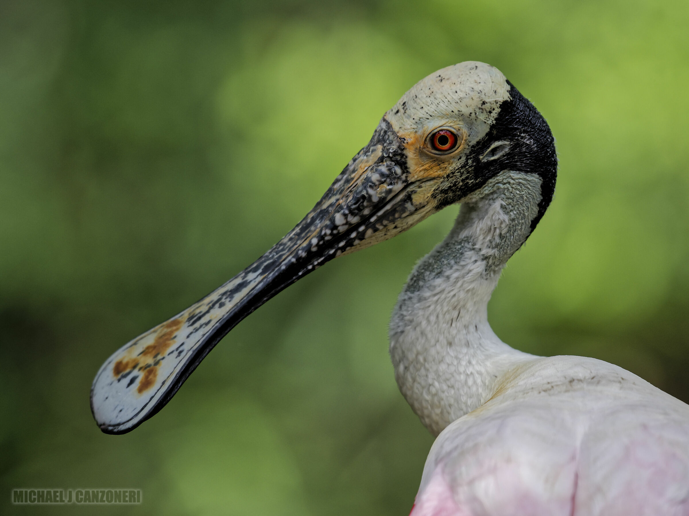 Portrait of a Roseate Spoonbill