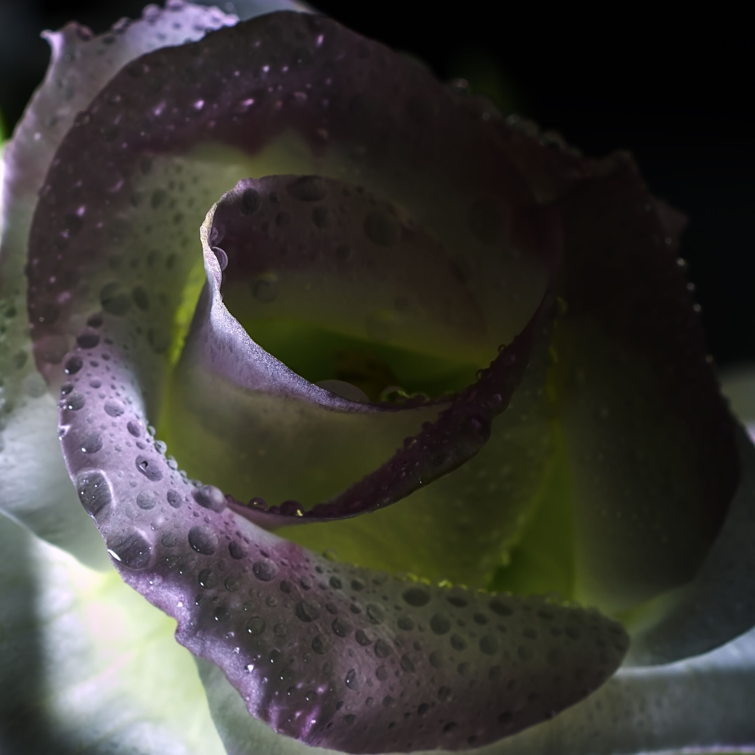 Giocare con Light II.