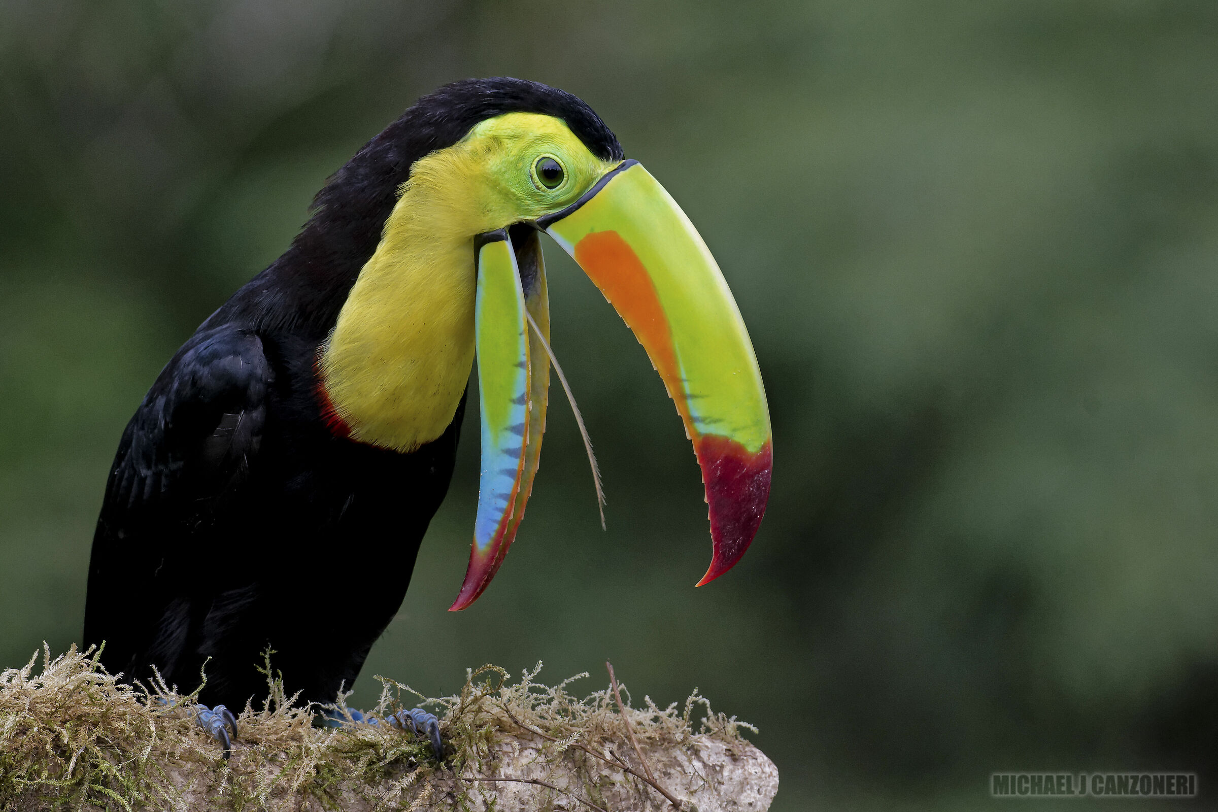 Ritratto di un toucan a Keel