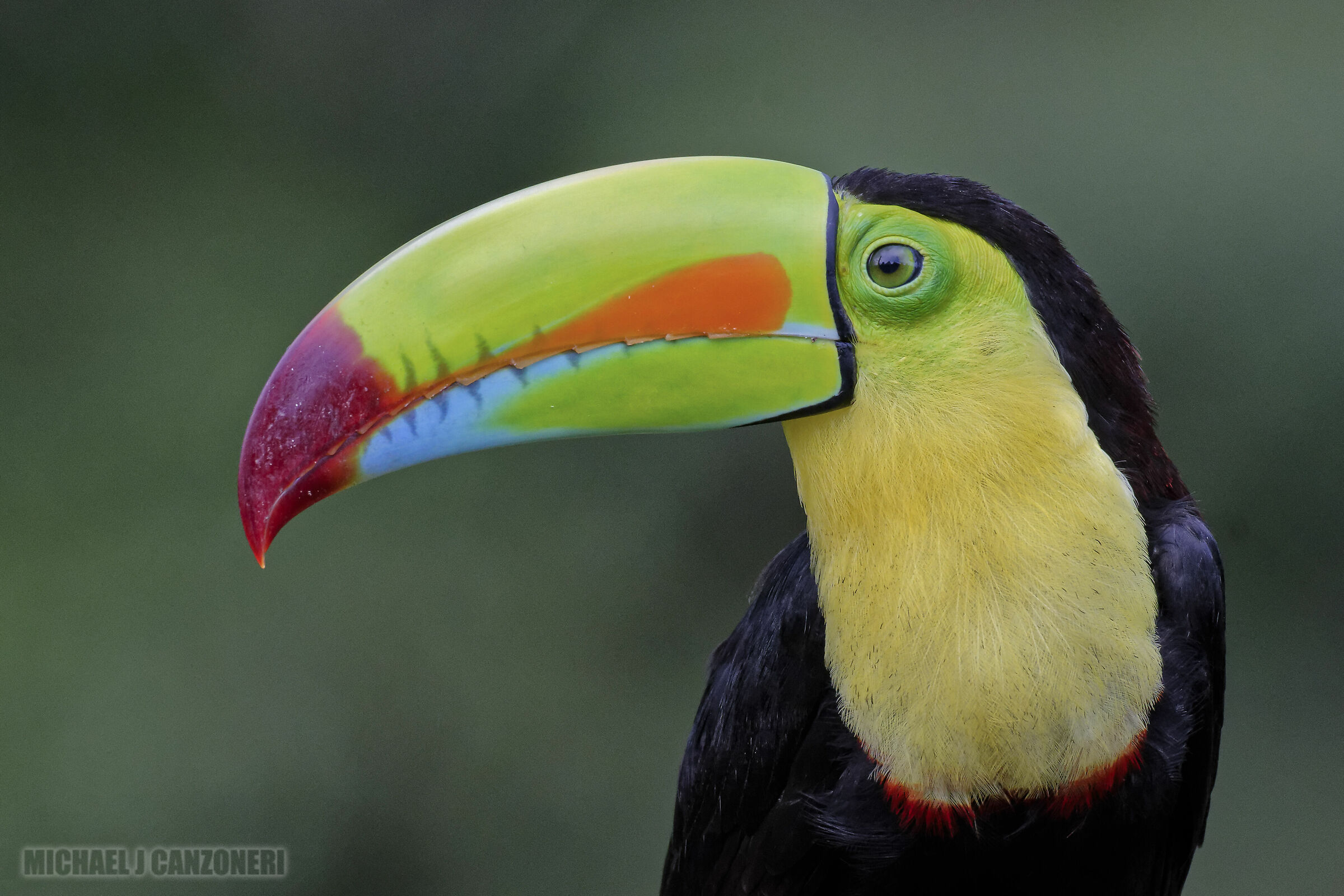 Ritratto di un toucan a Keel