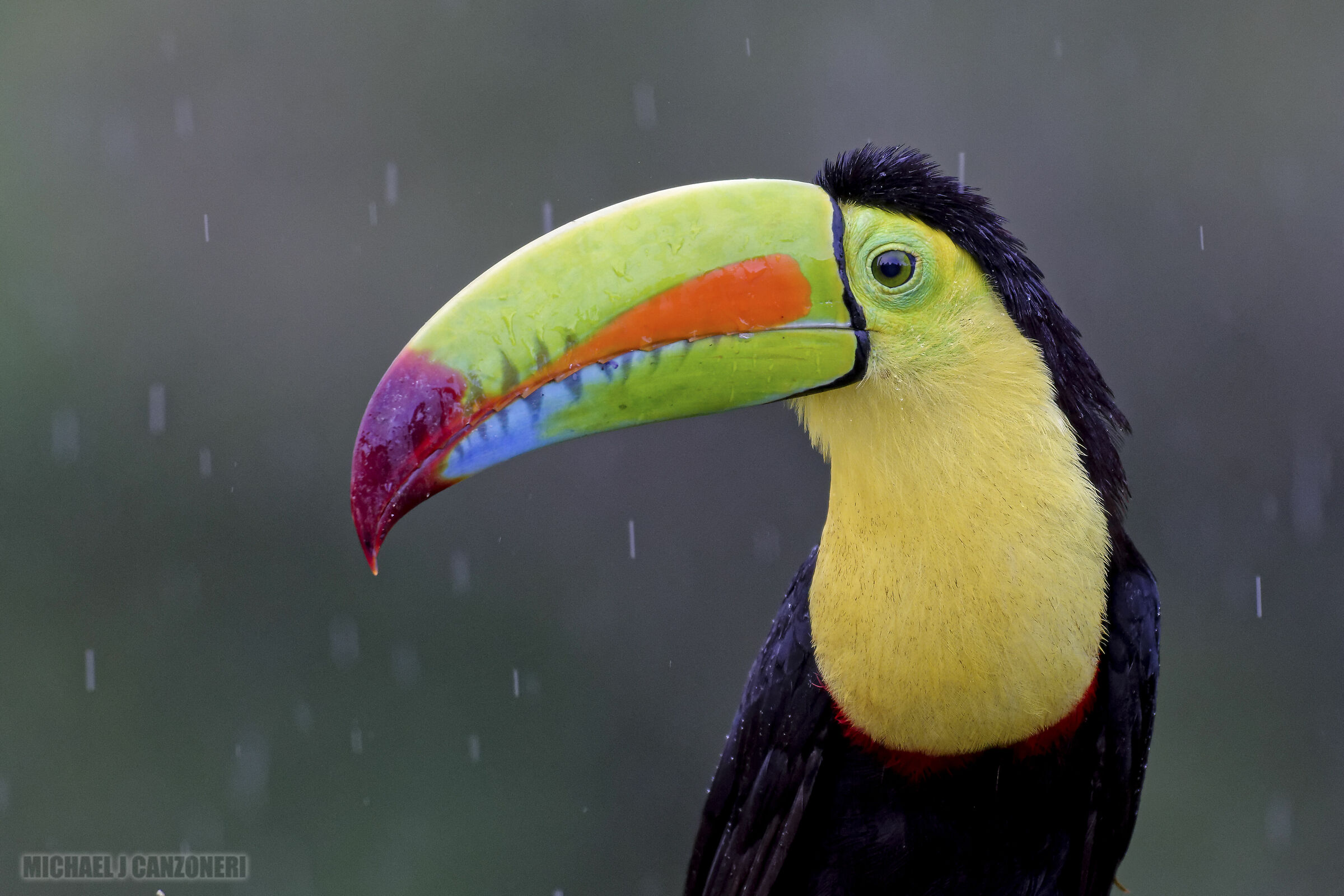 Toucan in the Rain