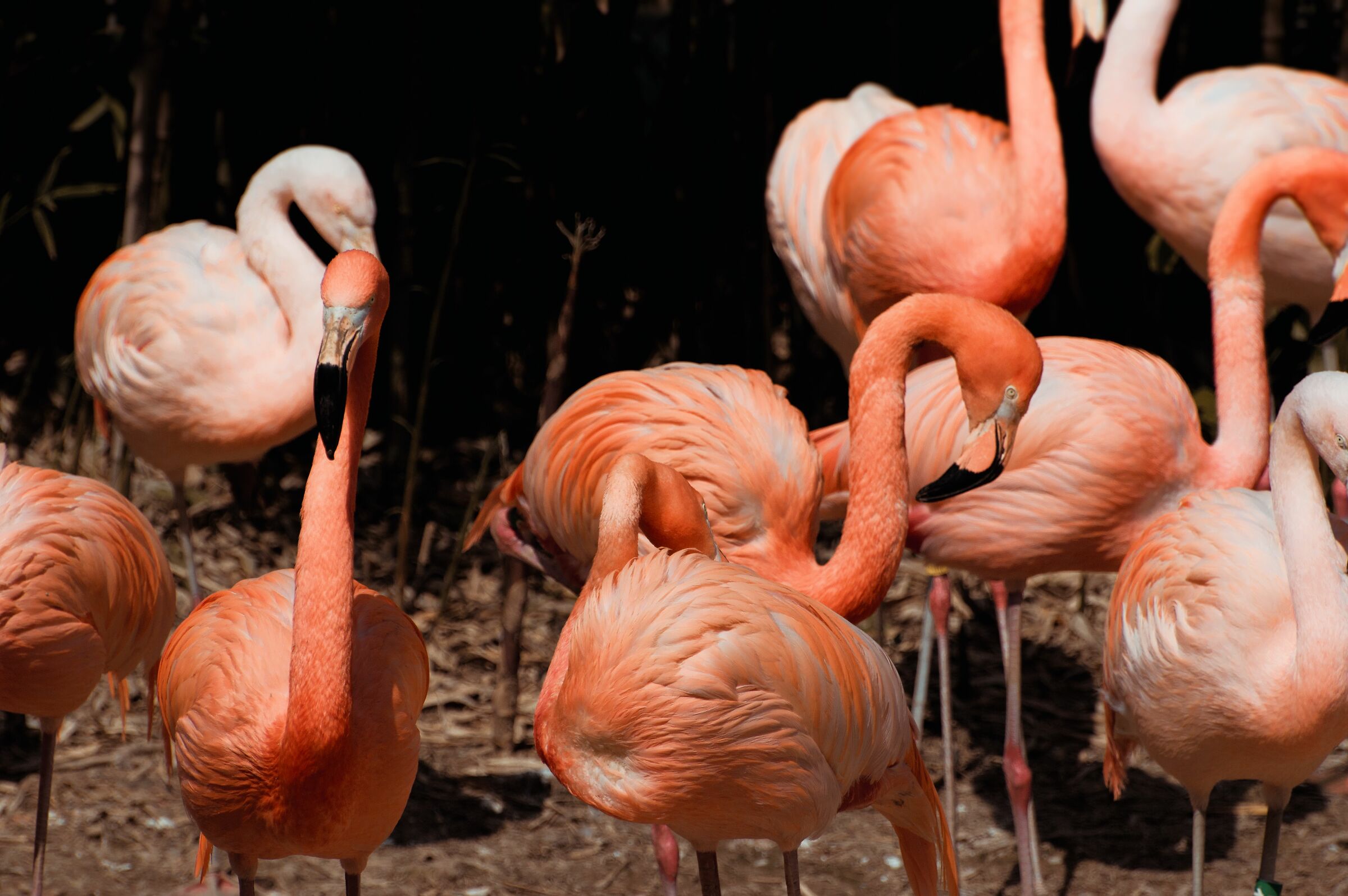 Pink flamingos at Cornelle Park
