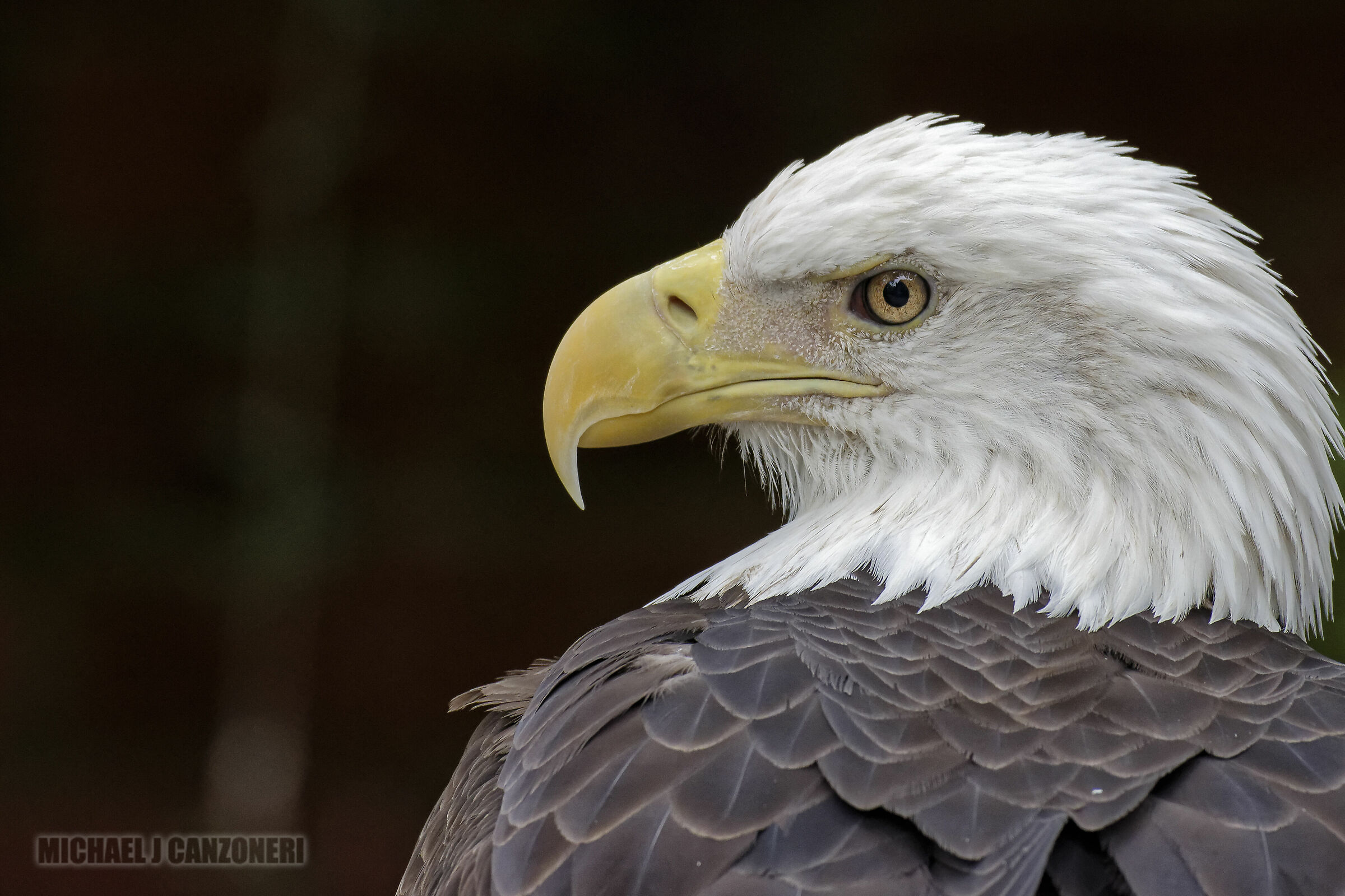 Ritratto di un'aquila calva