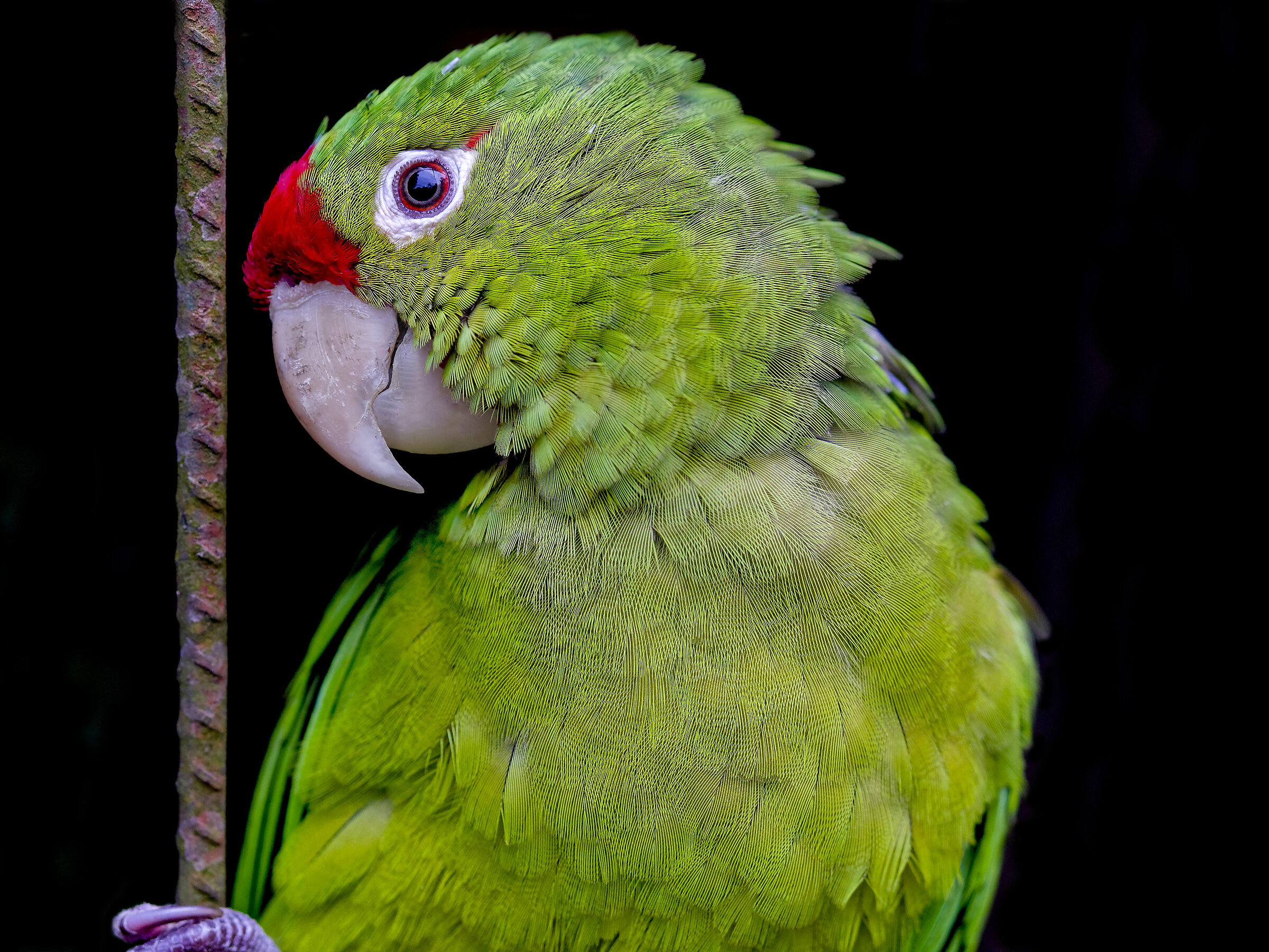 Perico sulla recinzione