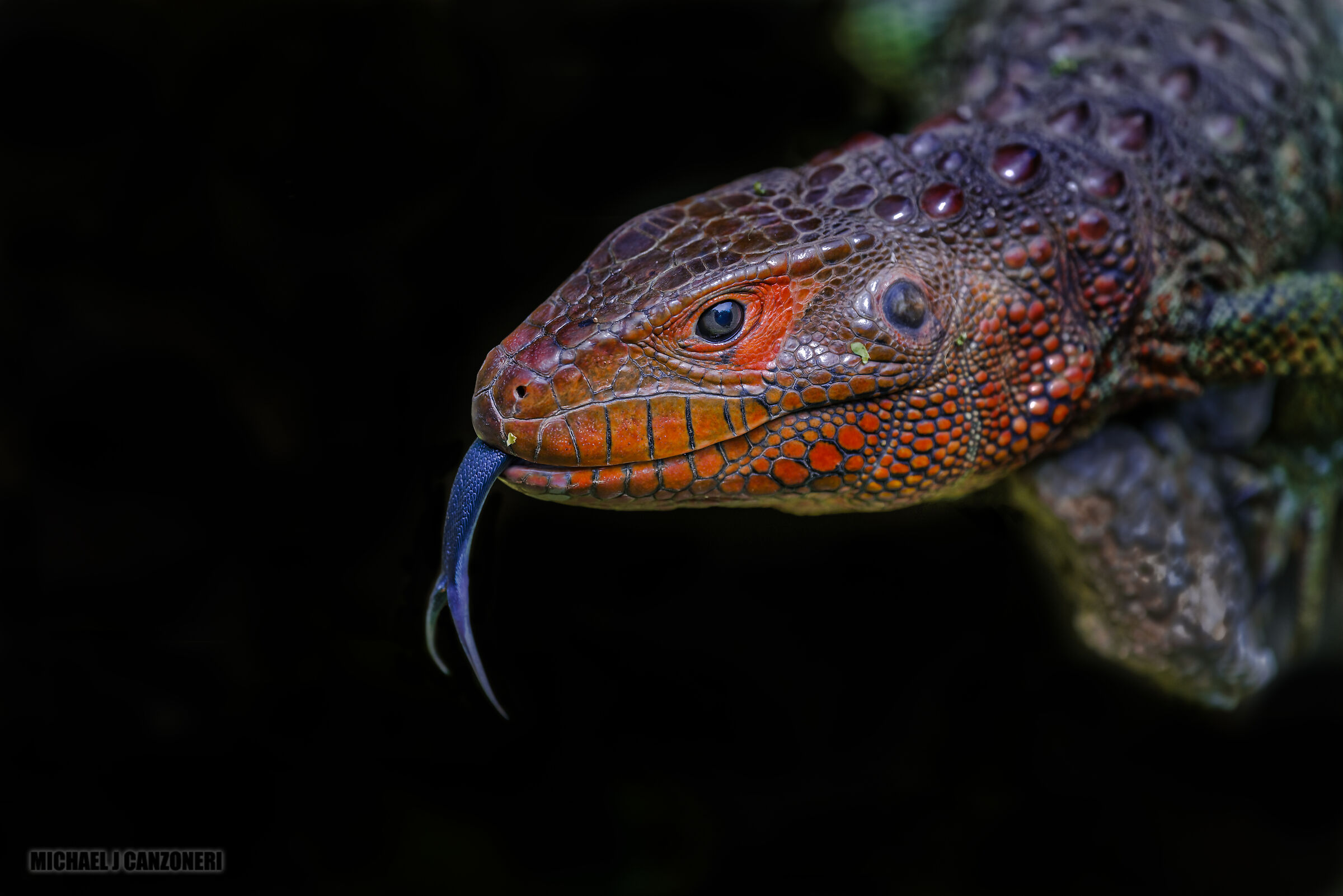 Ritratto di una lucertola caimano