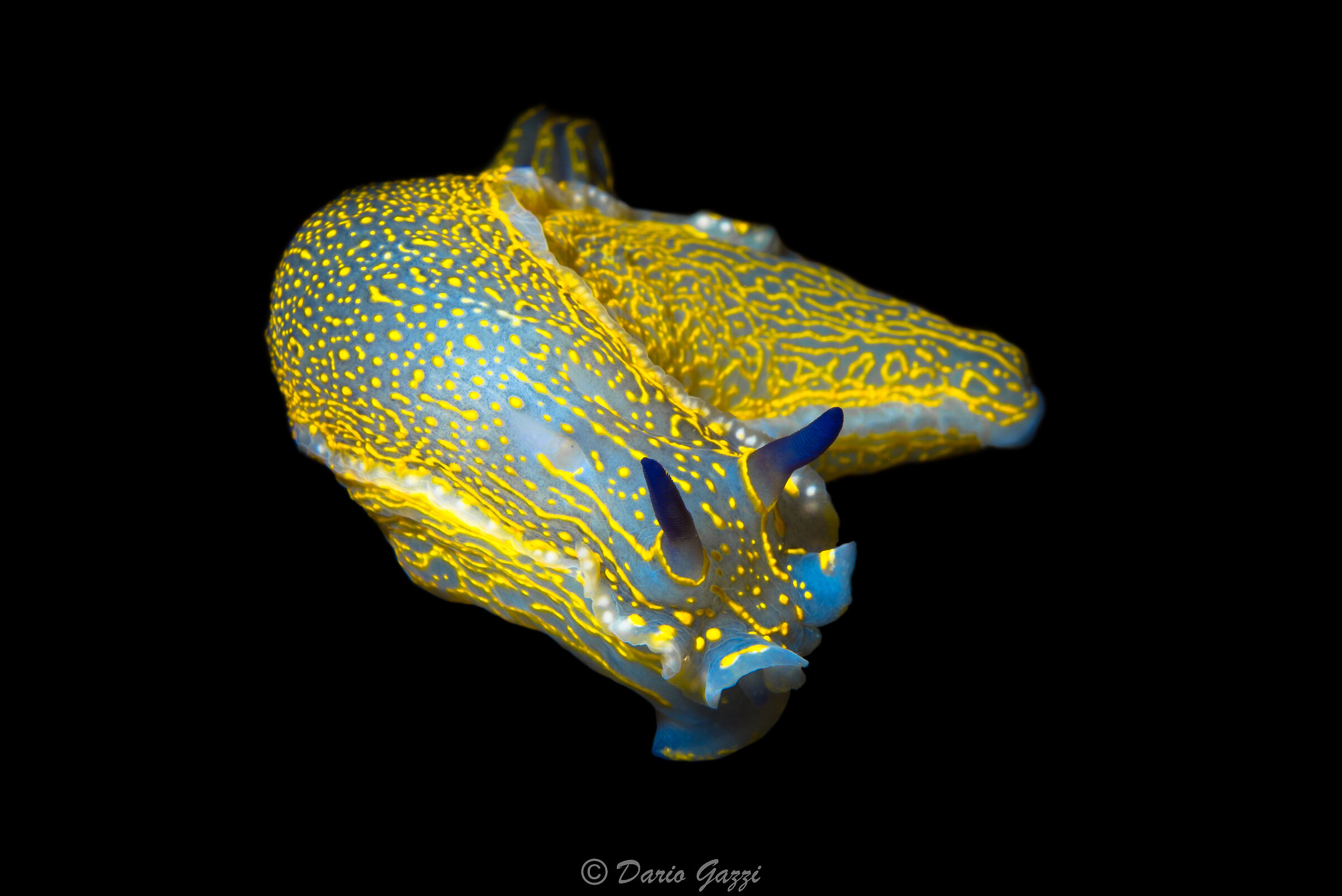 Hypselodoris Picta