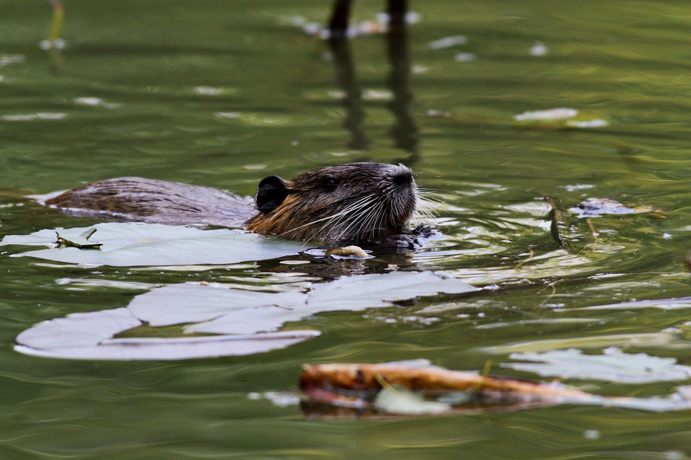 Nutria