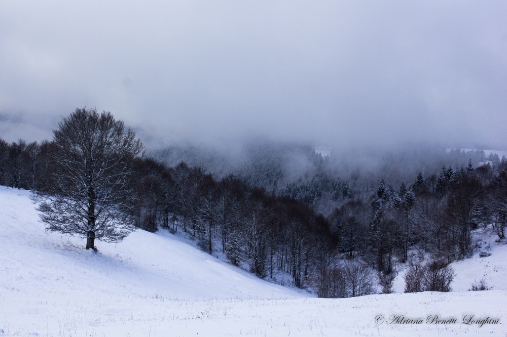 alberi e nebbia