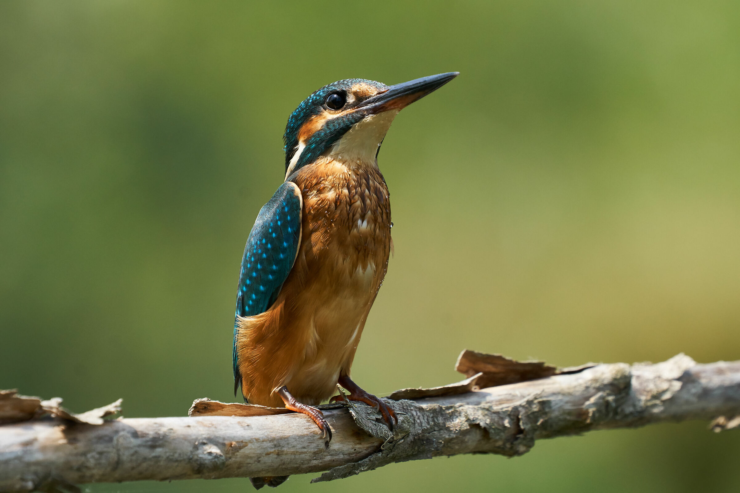 Martino on A6300 full resolution