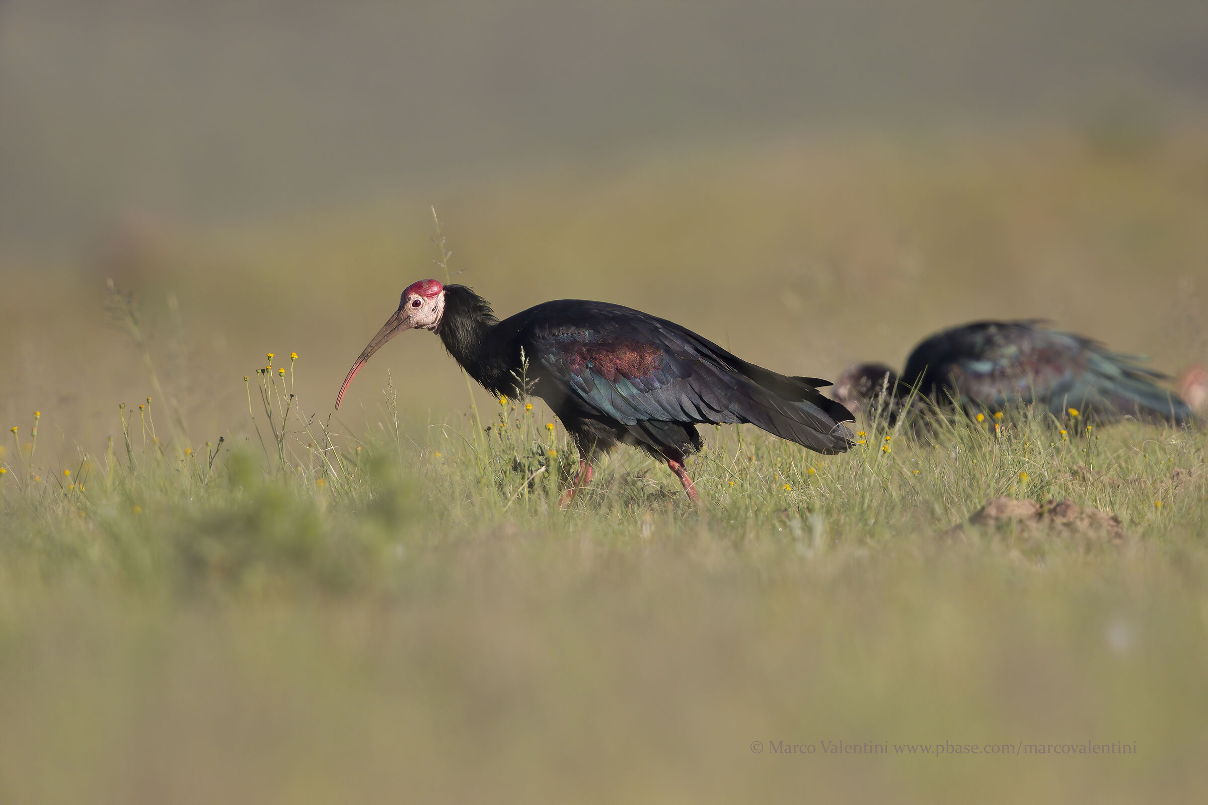 Bald ibis