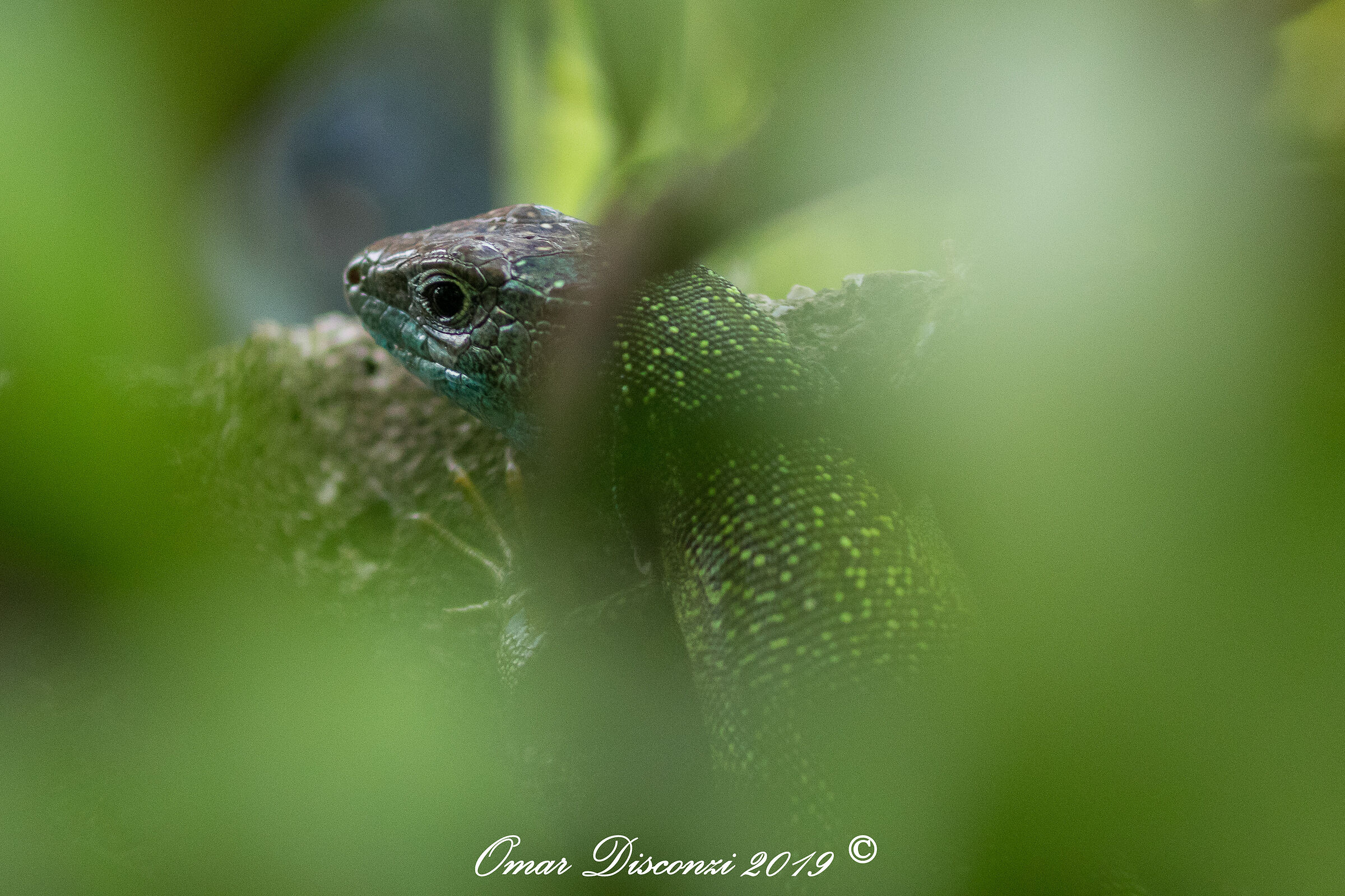 Ramarro tra la siepe