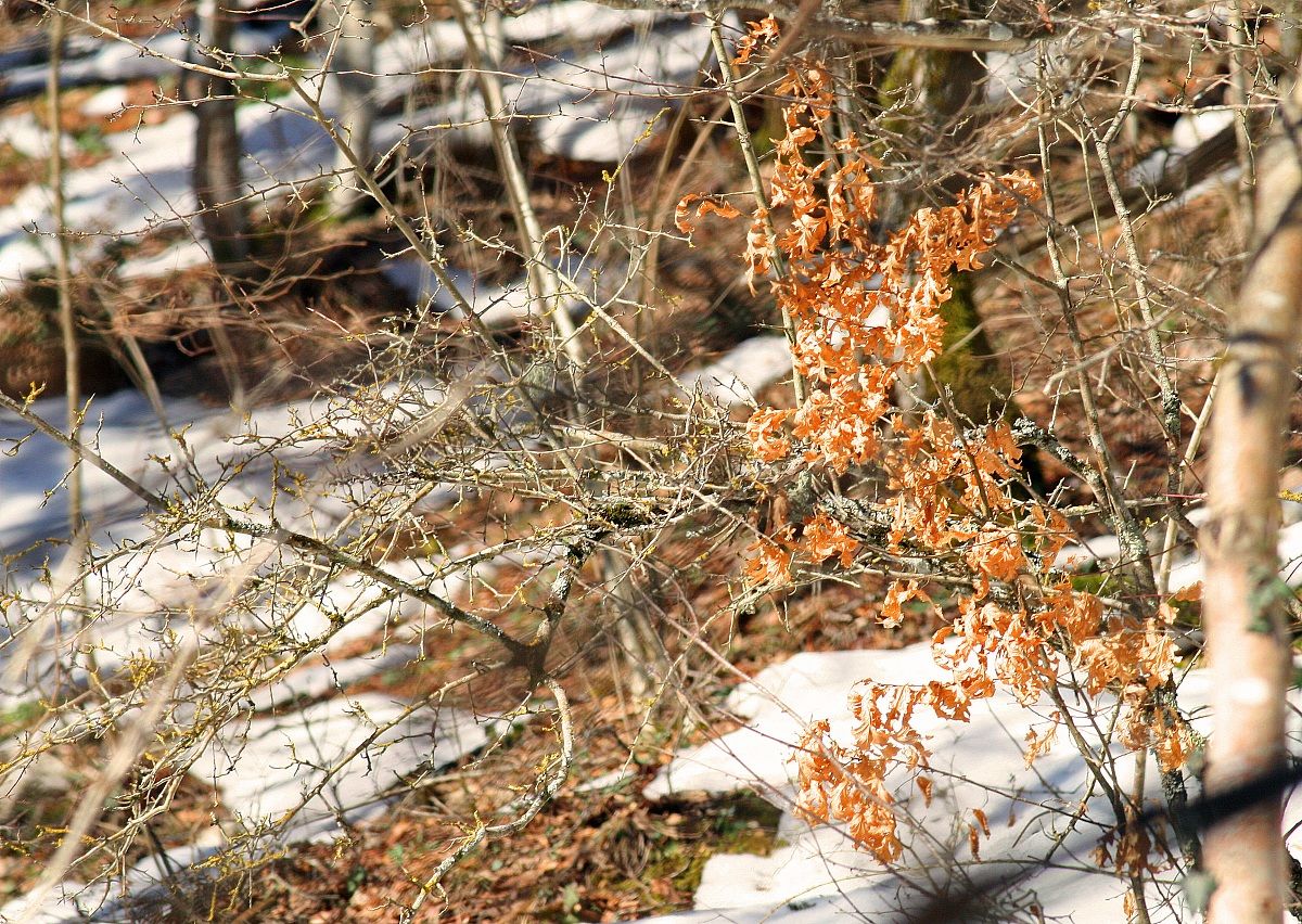 coraggio nell' inverno