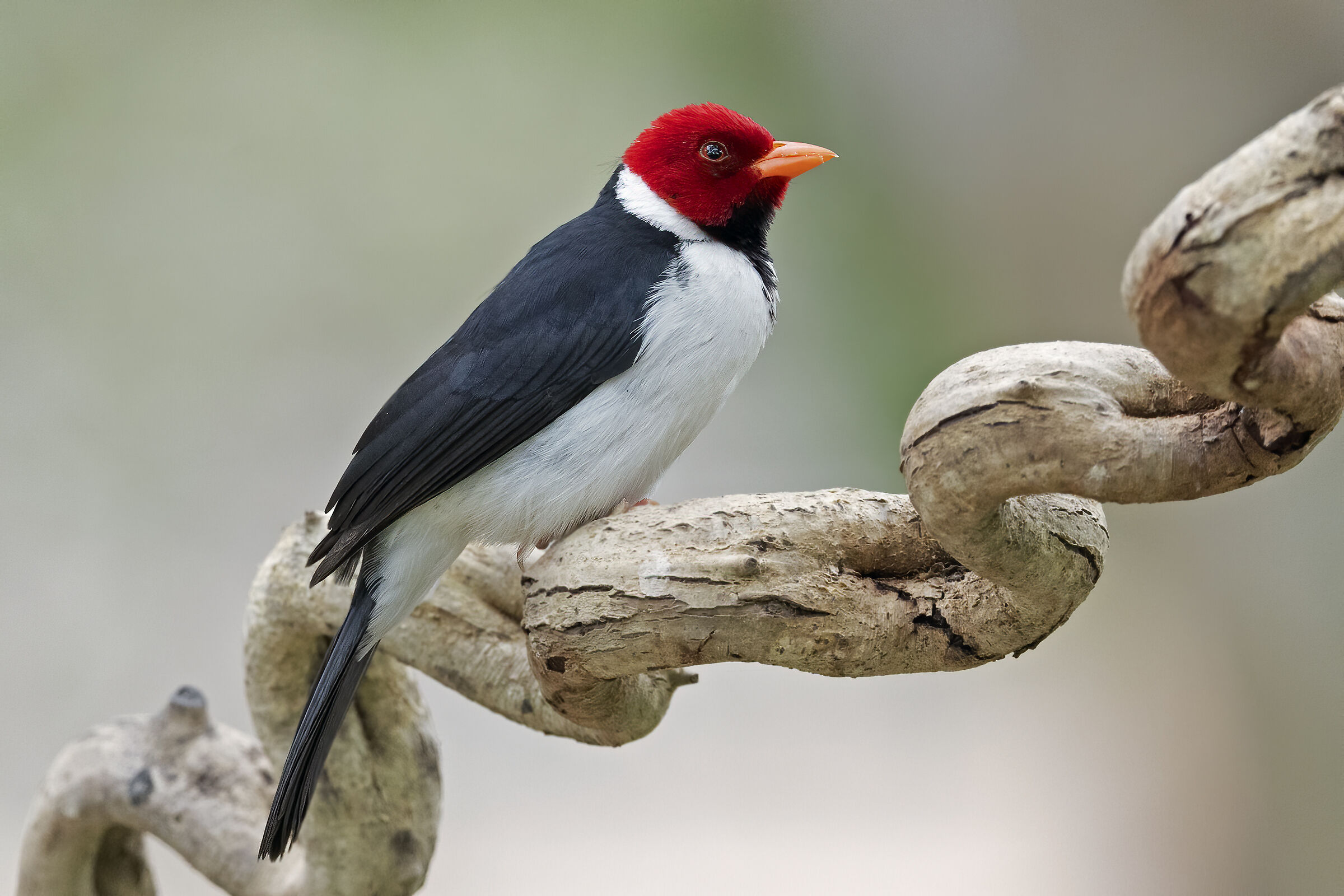 Cardinale dal beccogiallo