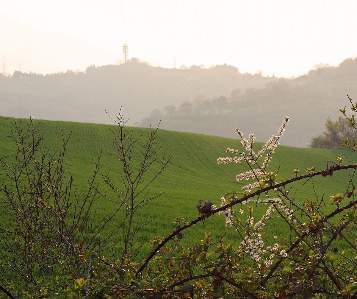 i primi fiori tra le spine