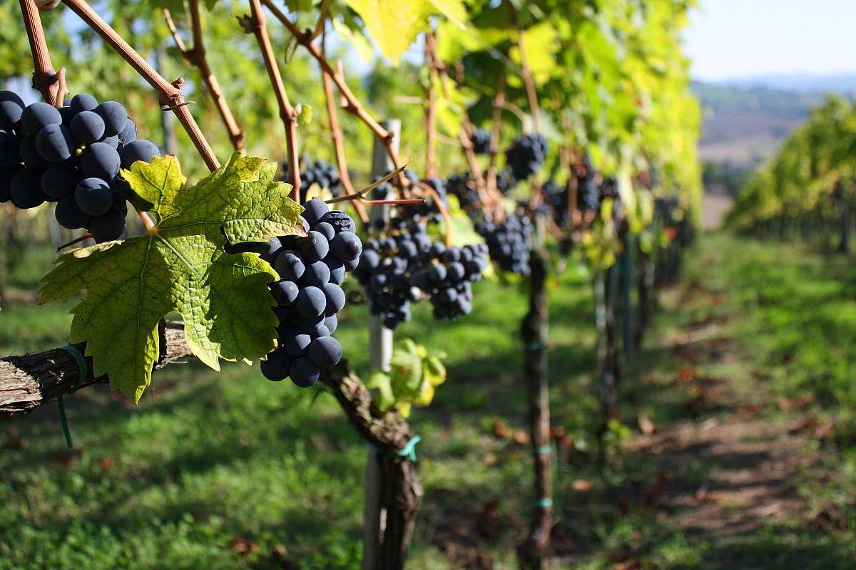 il frutto settembrino