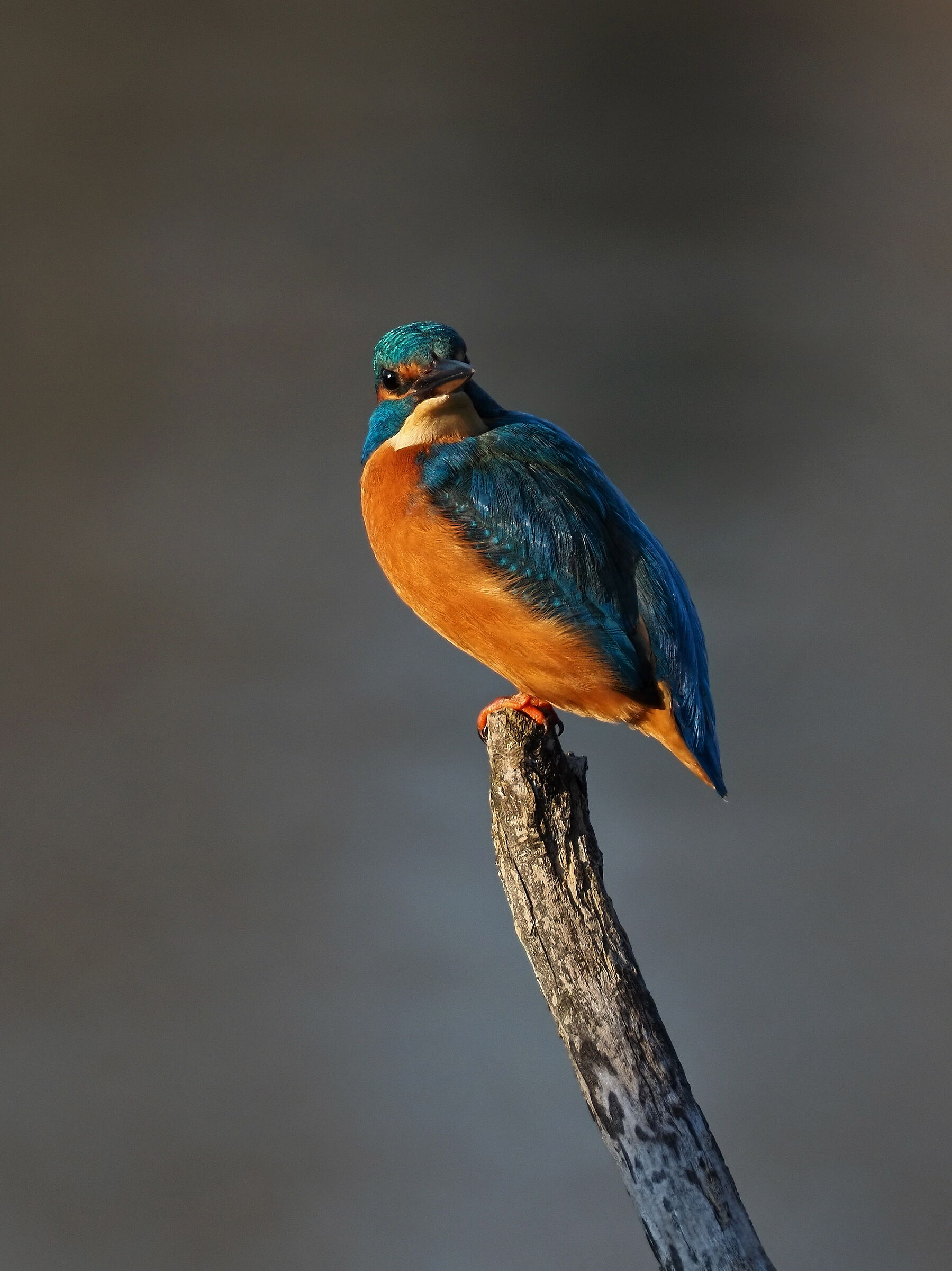 al tramonto il Martino