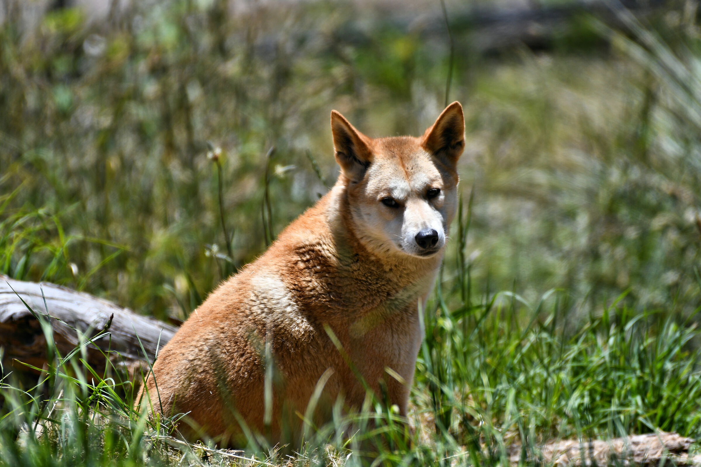Dingo