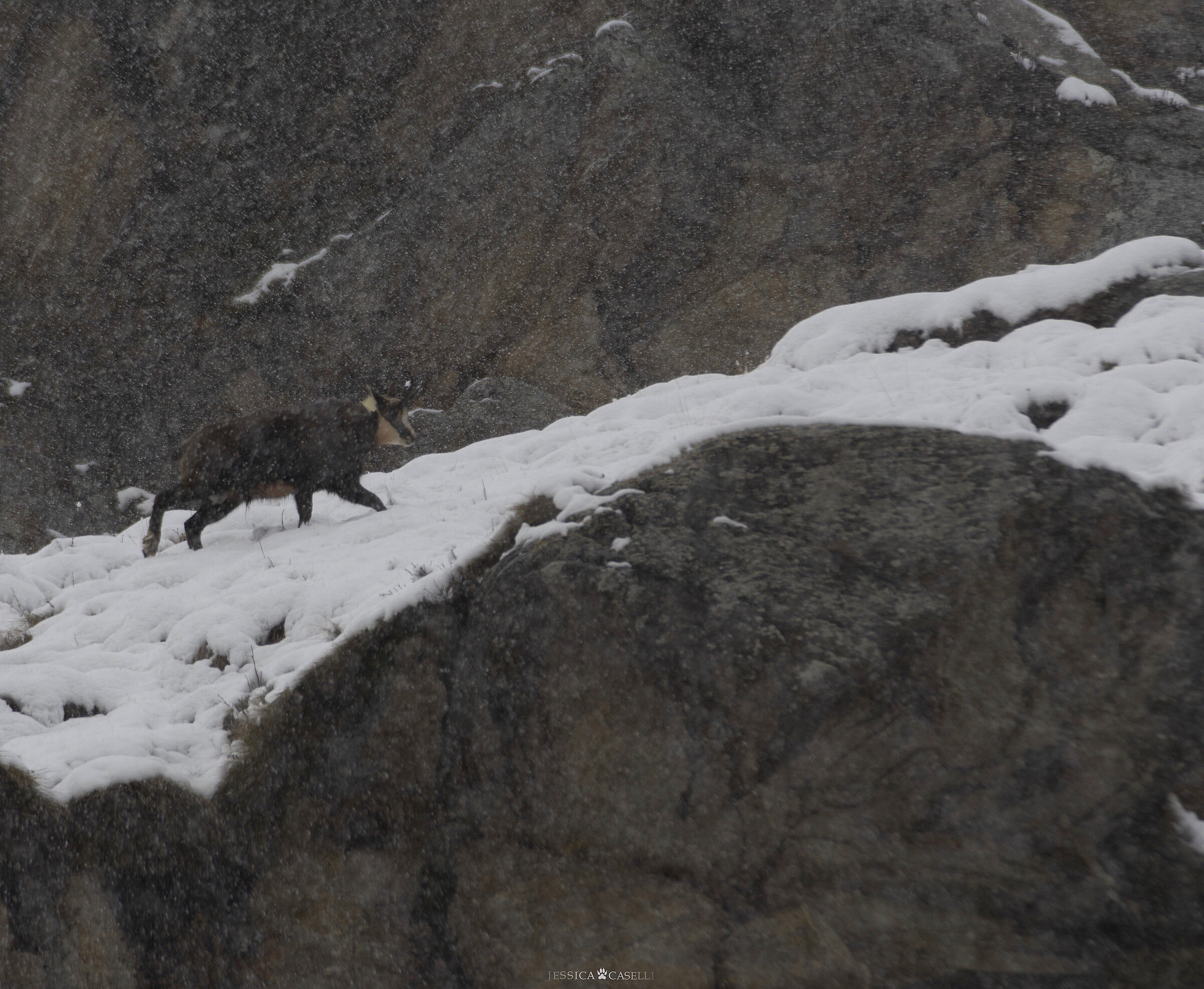 “The harsh winter”