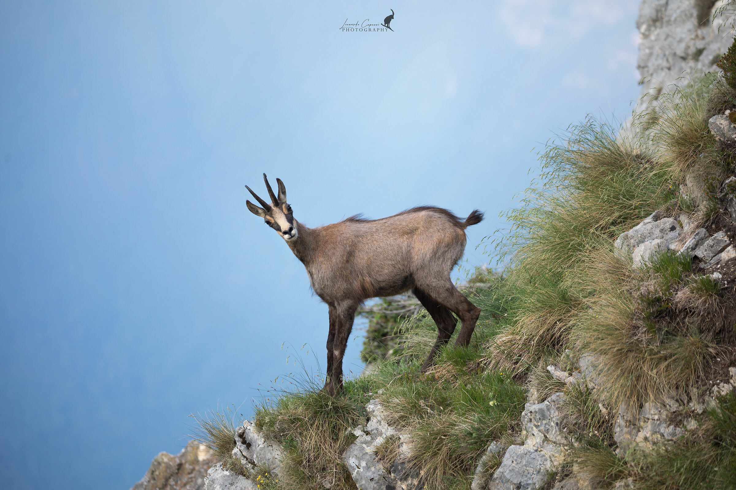 Istinto antipredatorio / Antipredatory instinct