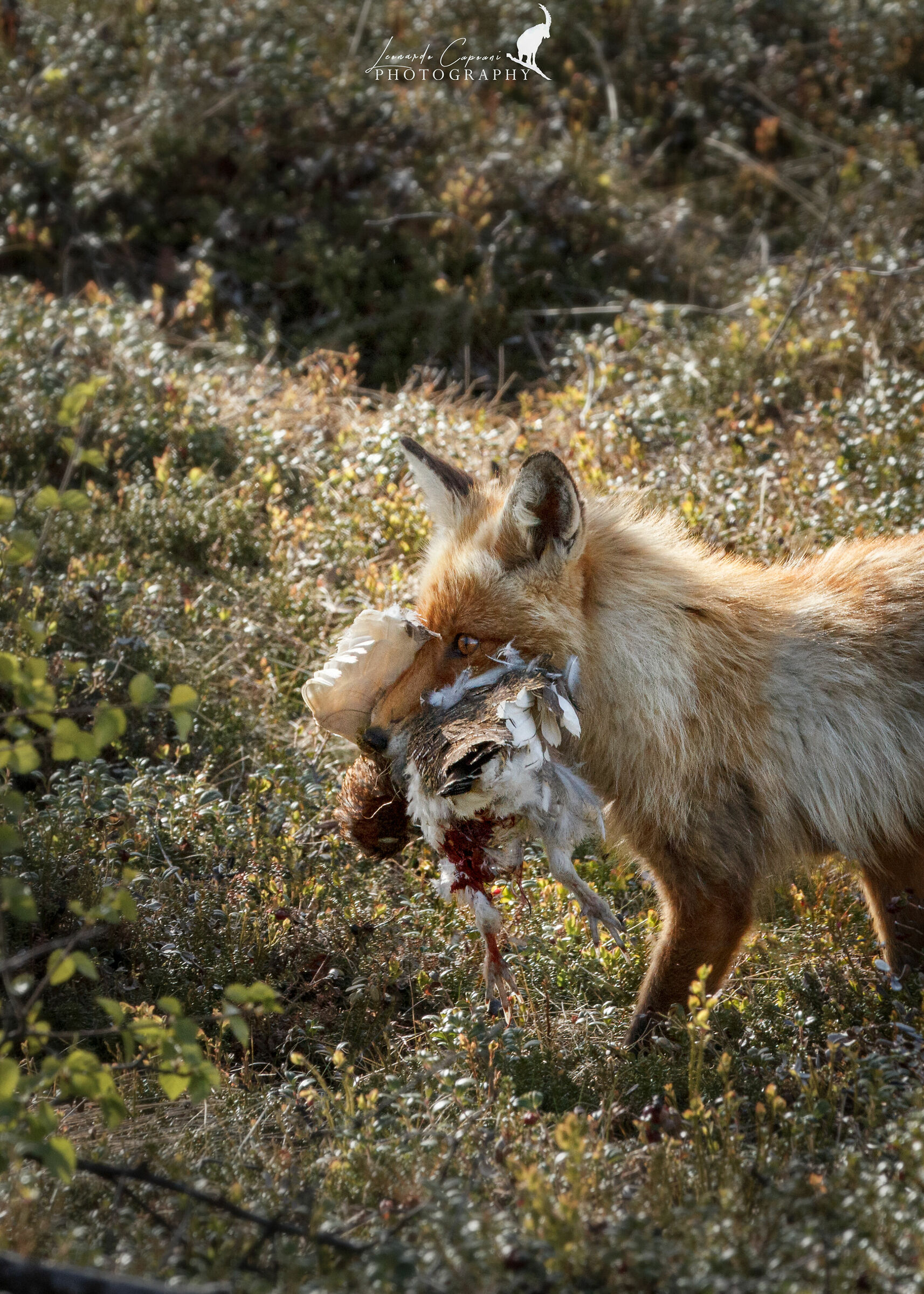 Istinto predatorio / Predatory instinct
