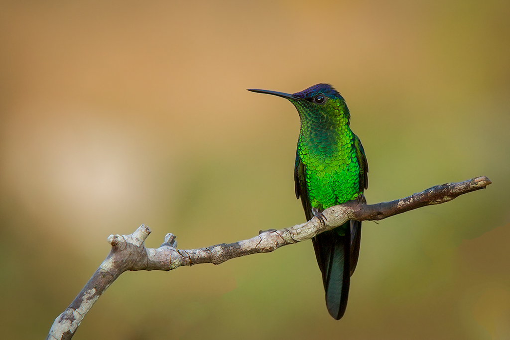 Violet-capped Woodnymph