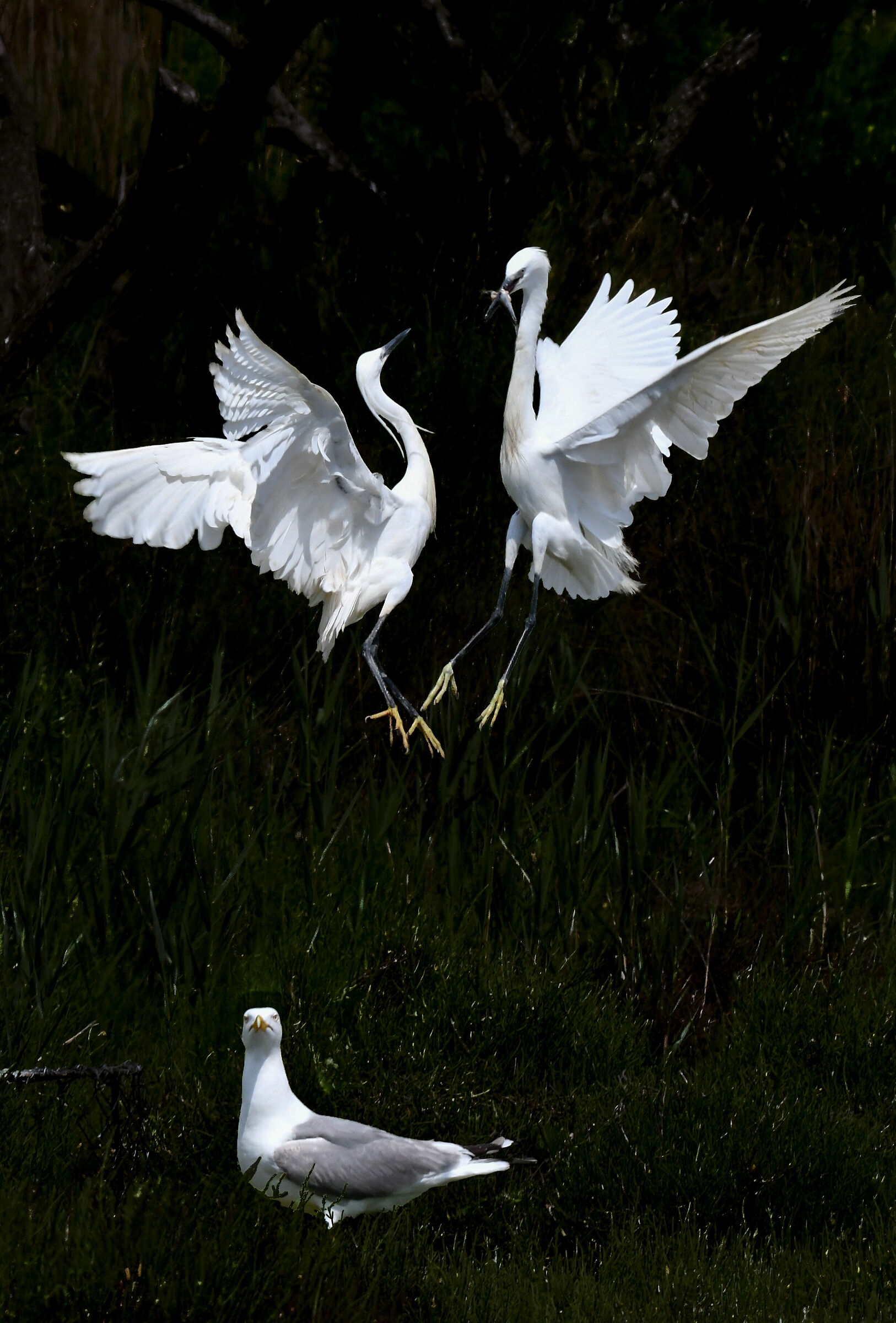 Two gazettes with seagull