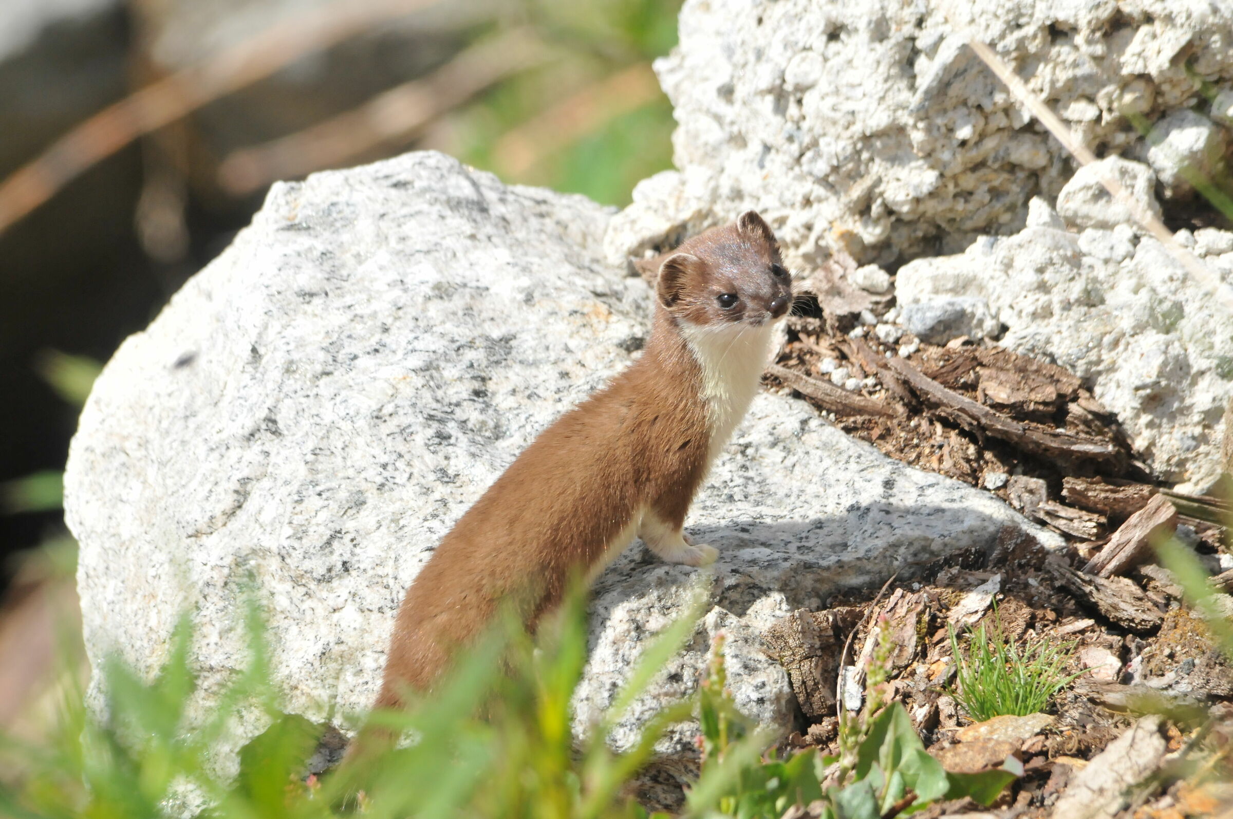Weasel